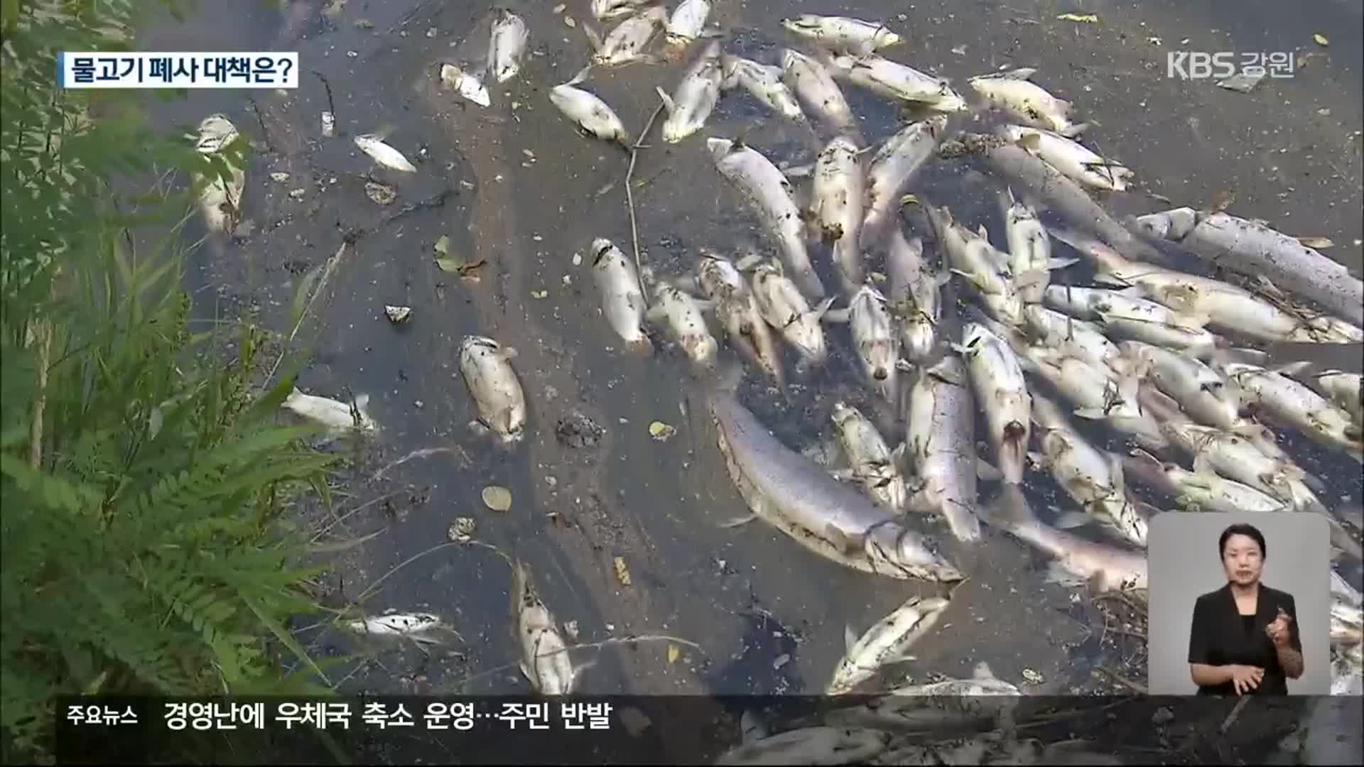 강릉 남대천 잇단 물고기 폐사…대책 부재