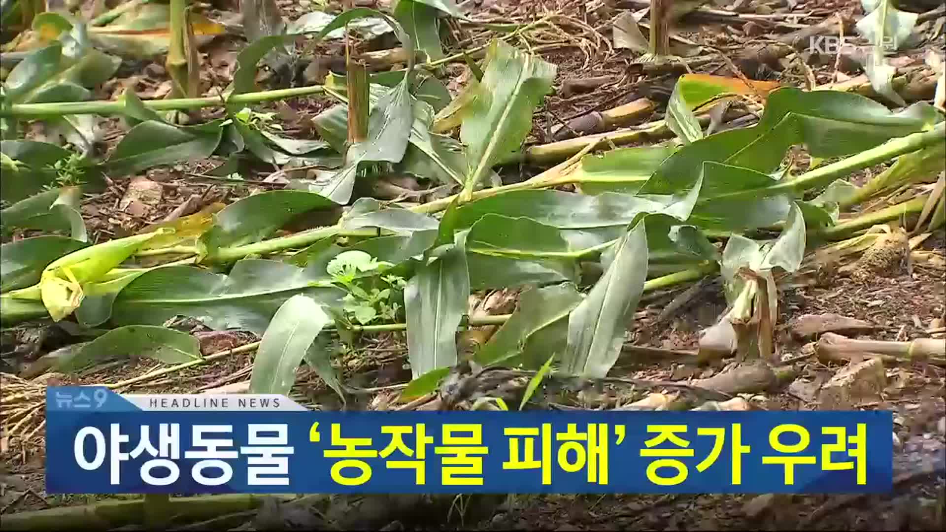 [뉴스9 강릉 헤드라인]