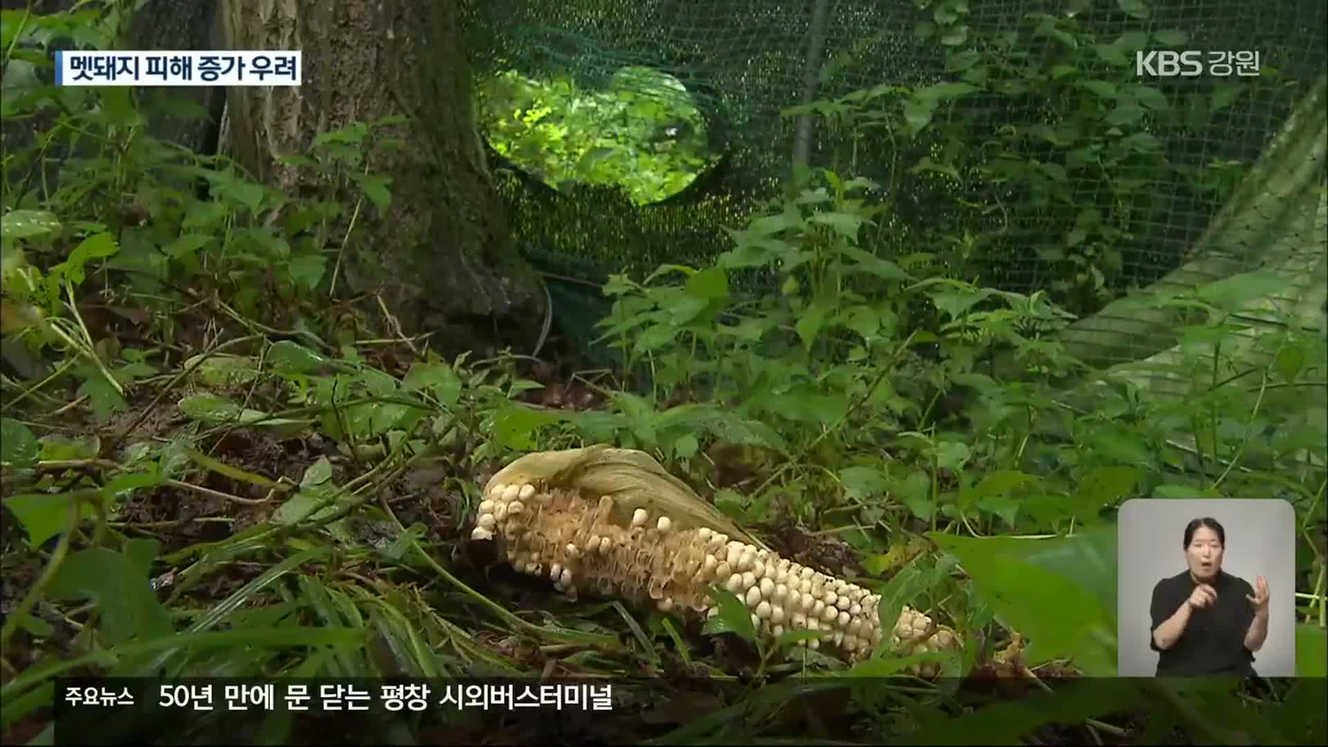 감소하던 야생동물 농작물 피해, ‘다시 증가’ 우려