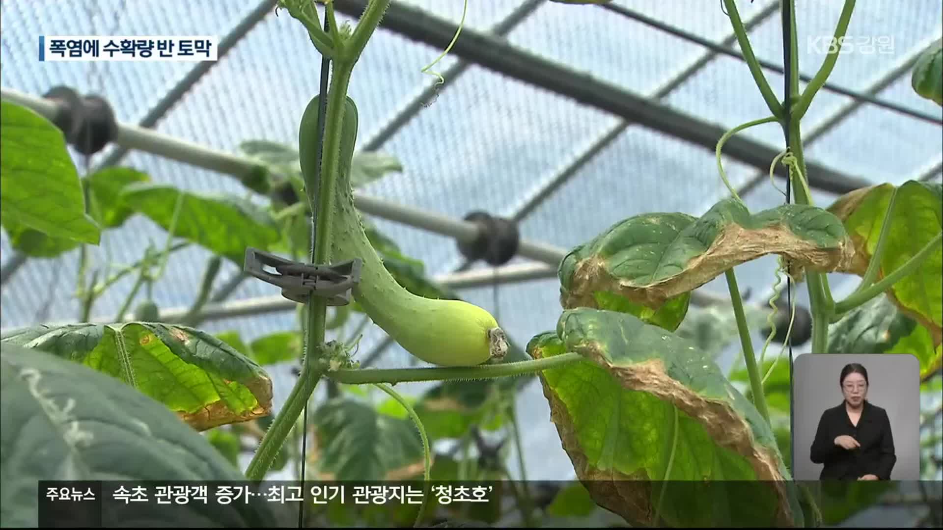 폭염에 오이·애호박 수확량 반 토막…농민 울상