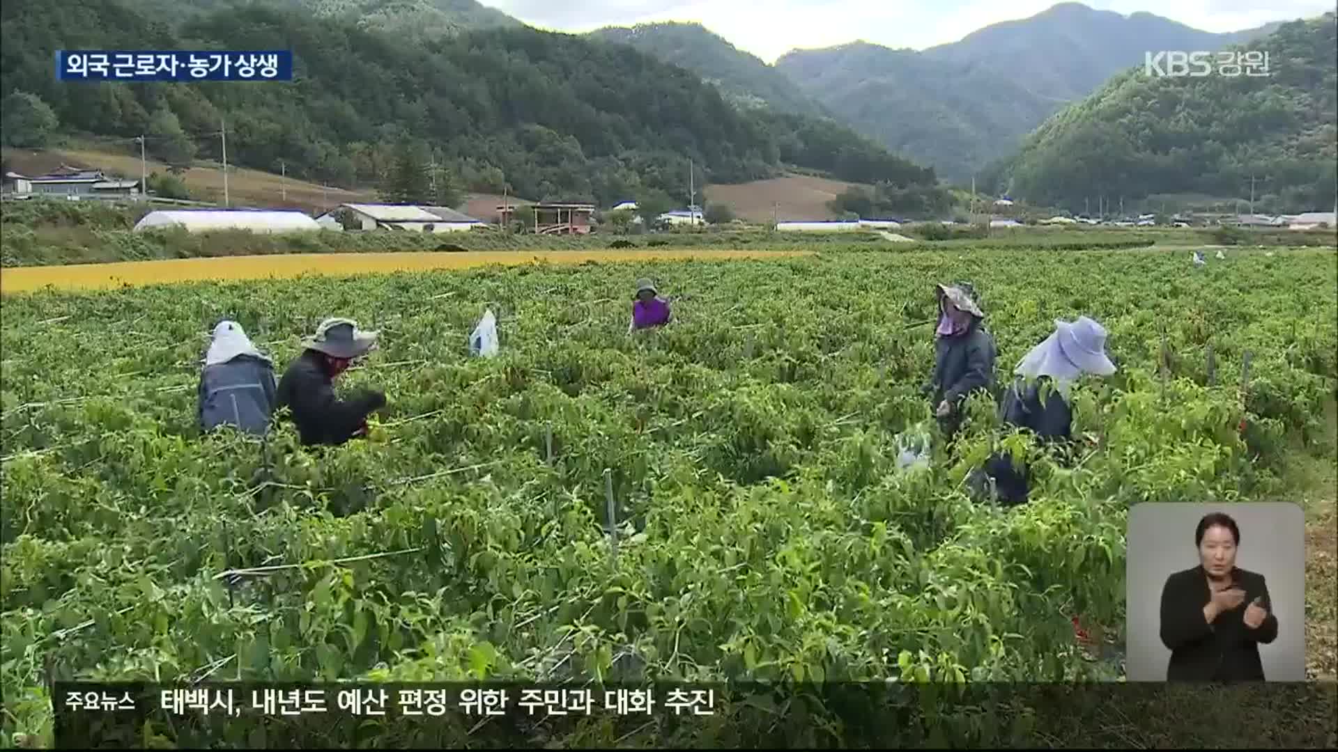 공공형 외국인 계절 근로자 ‘호평’…정선군, 확대 추진