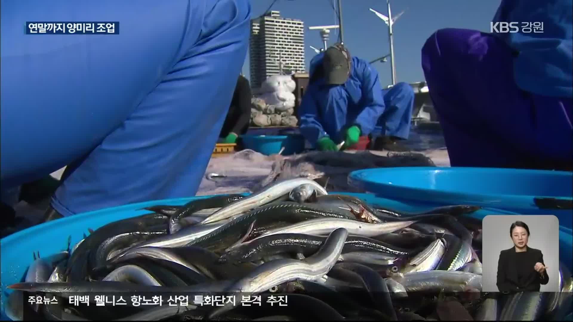 “‘양미리’래요~” 제철 맞은 까나리…어획량은 아직