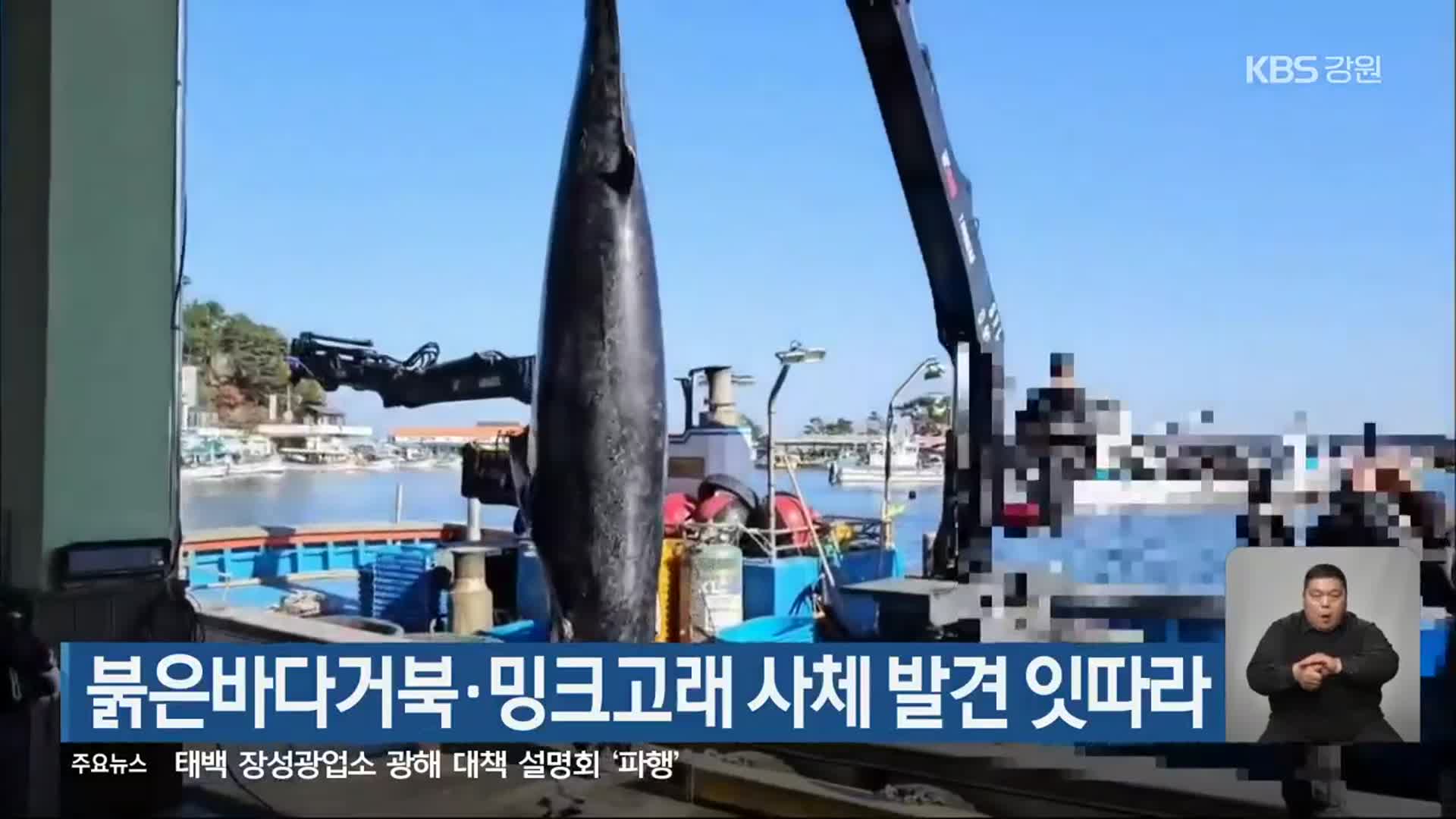 붉은바다거북·밍크고래 사체 발견 잇따라