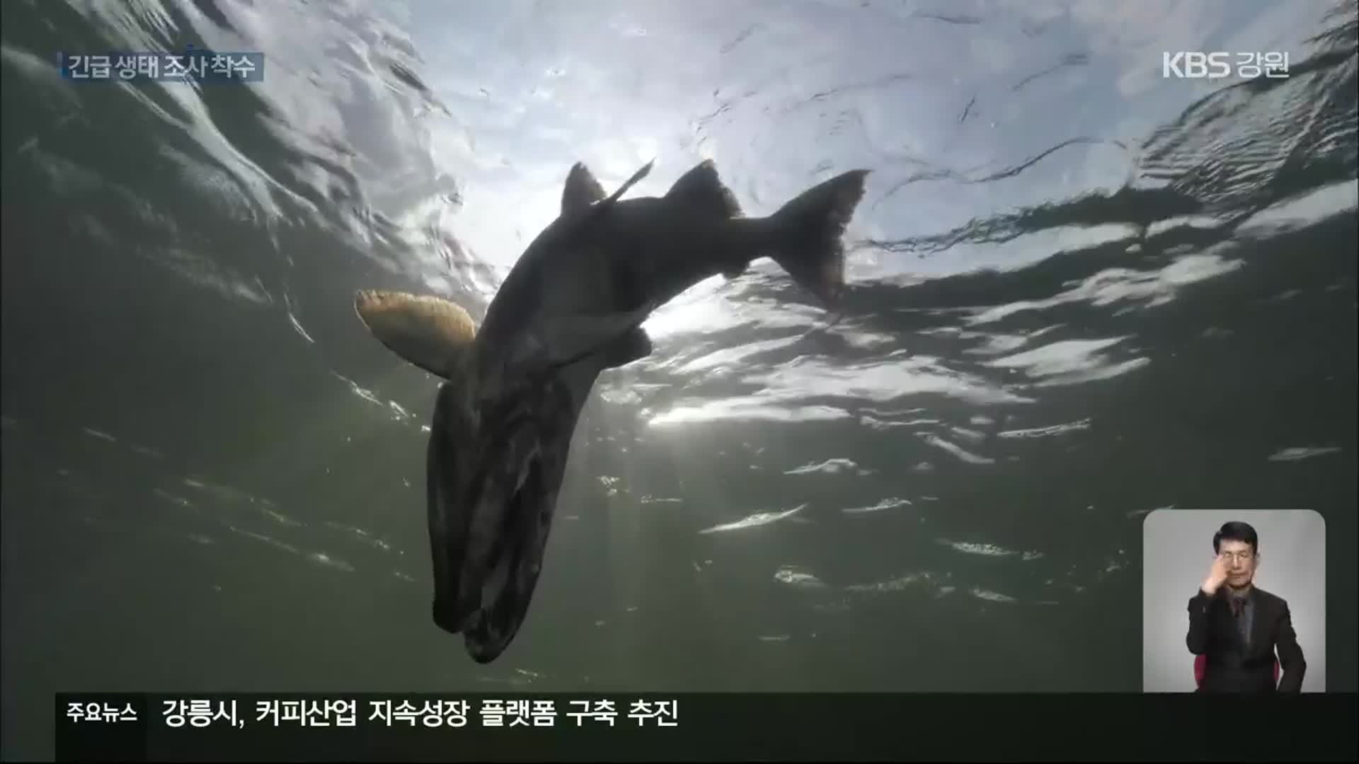 생태원, 긴급 생태 조사…소양강·남대천 망라