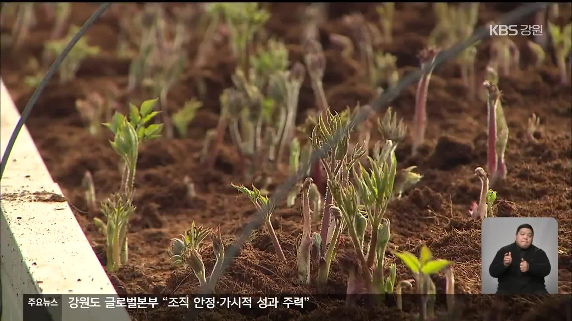 봄나물 ‘땅두릅’ 겨울에도 즐겨요…농한기 효자 등극