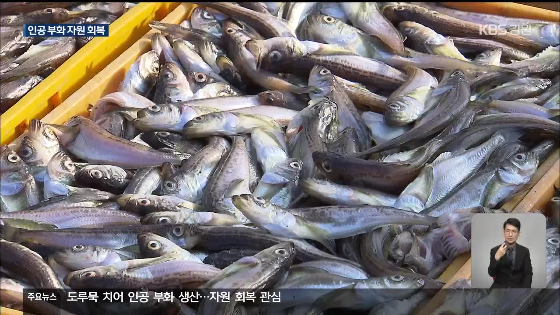 어린 도루묵 생산 시작…자원 회복 ‘관심’