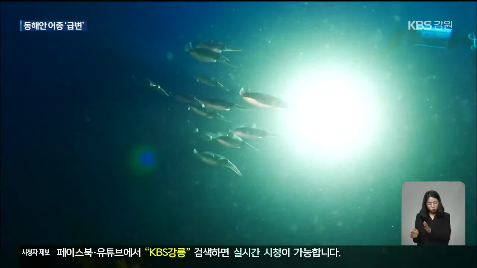 동해안 어종 ‘급변’…정책 변화 ‘필요’