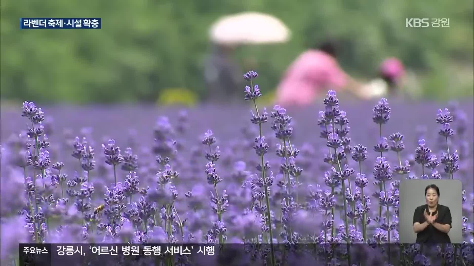 관광객 사로 잡은 라벤더축제…동해 무릉별유천지 활성화 박차