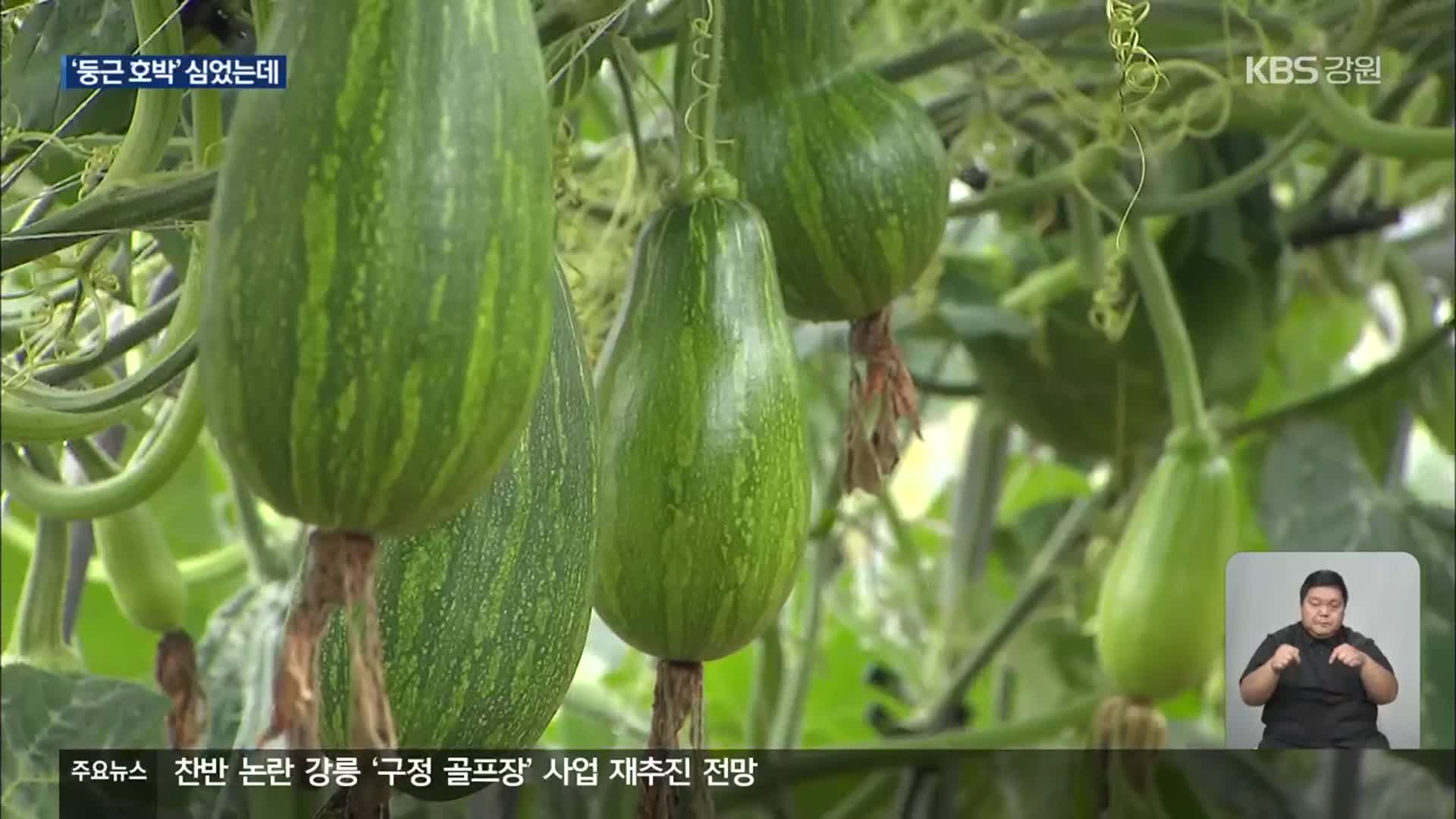 ‘둥근 호박’ 심었더니 ‘길쭉한 호박’…엉뚱한 종자에 판매도 못해