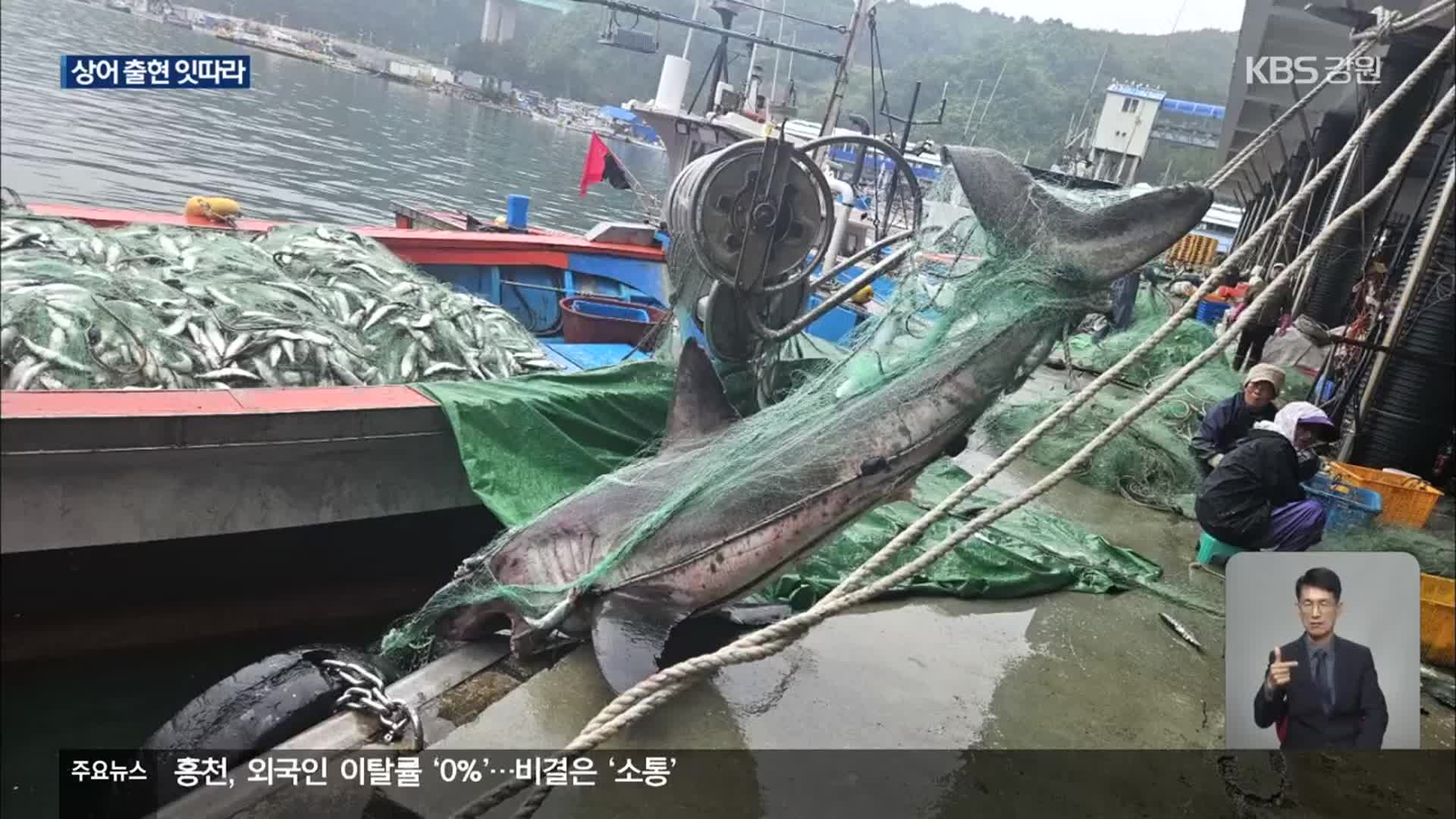 동해안 ‘수온 상승’에 상어 잇단 출현…해수욕장 대책 부심