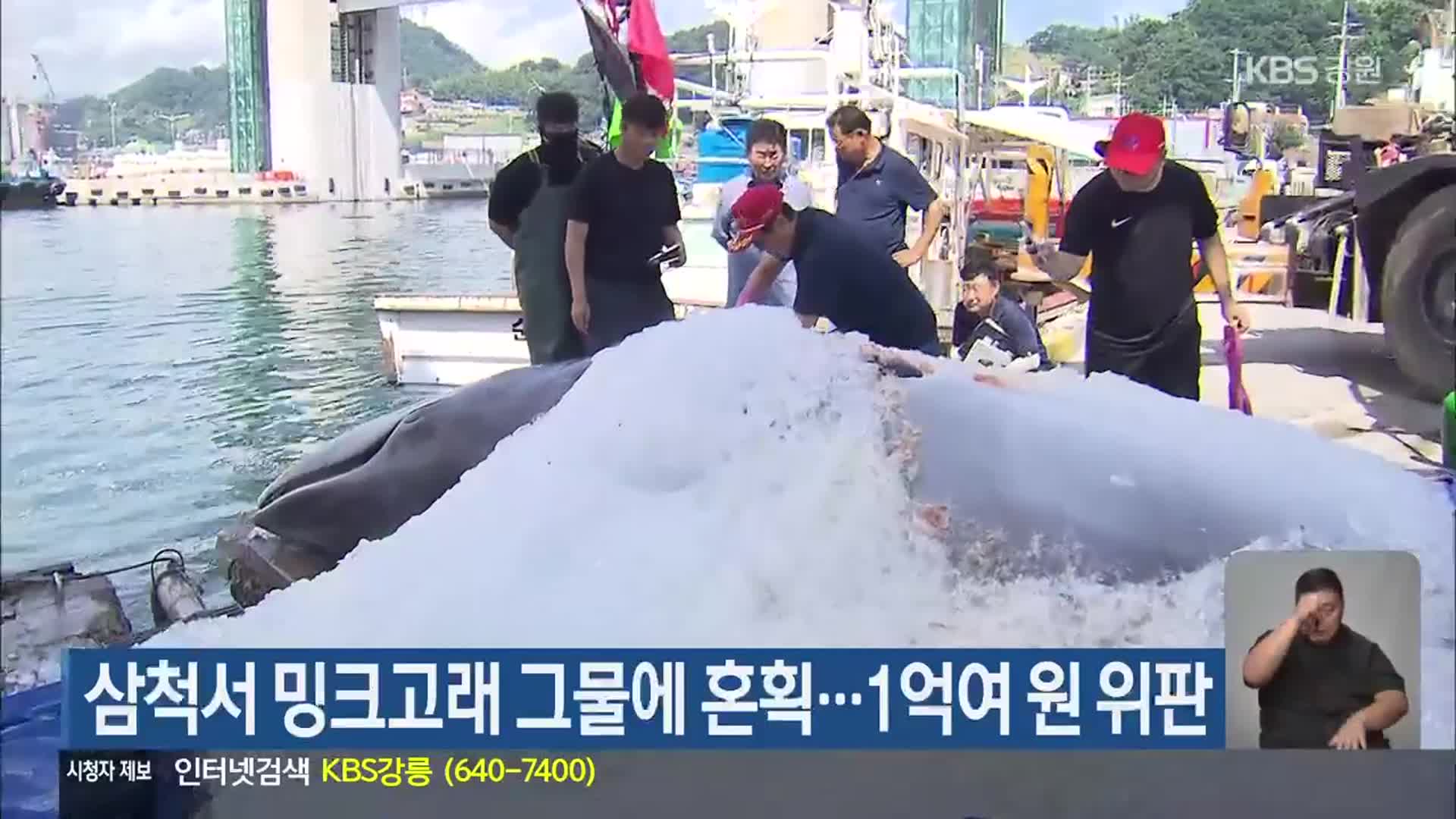 삼척서 밍크고래 그물에 혼획…1억여 원 위판