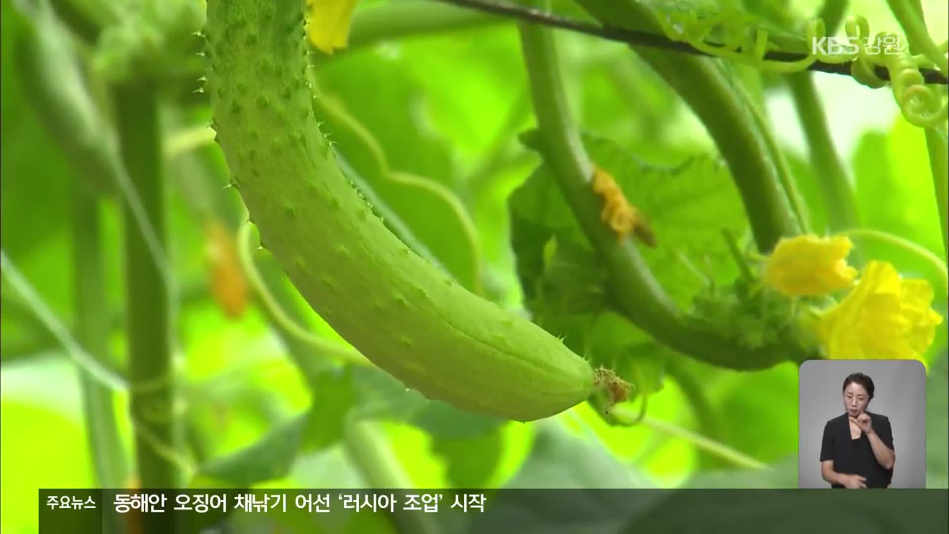 폭우·폭염에 여름 채솟값 급등세 ‘비상’