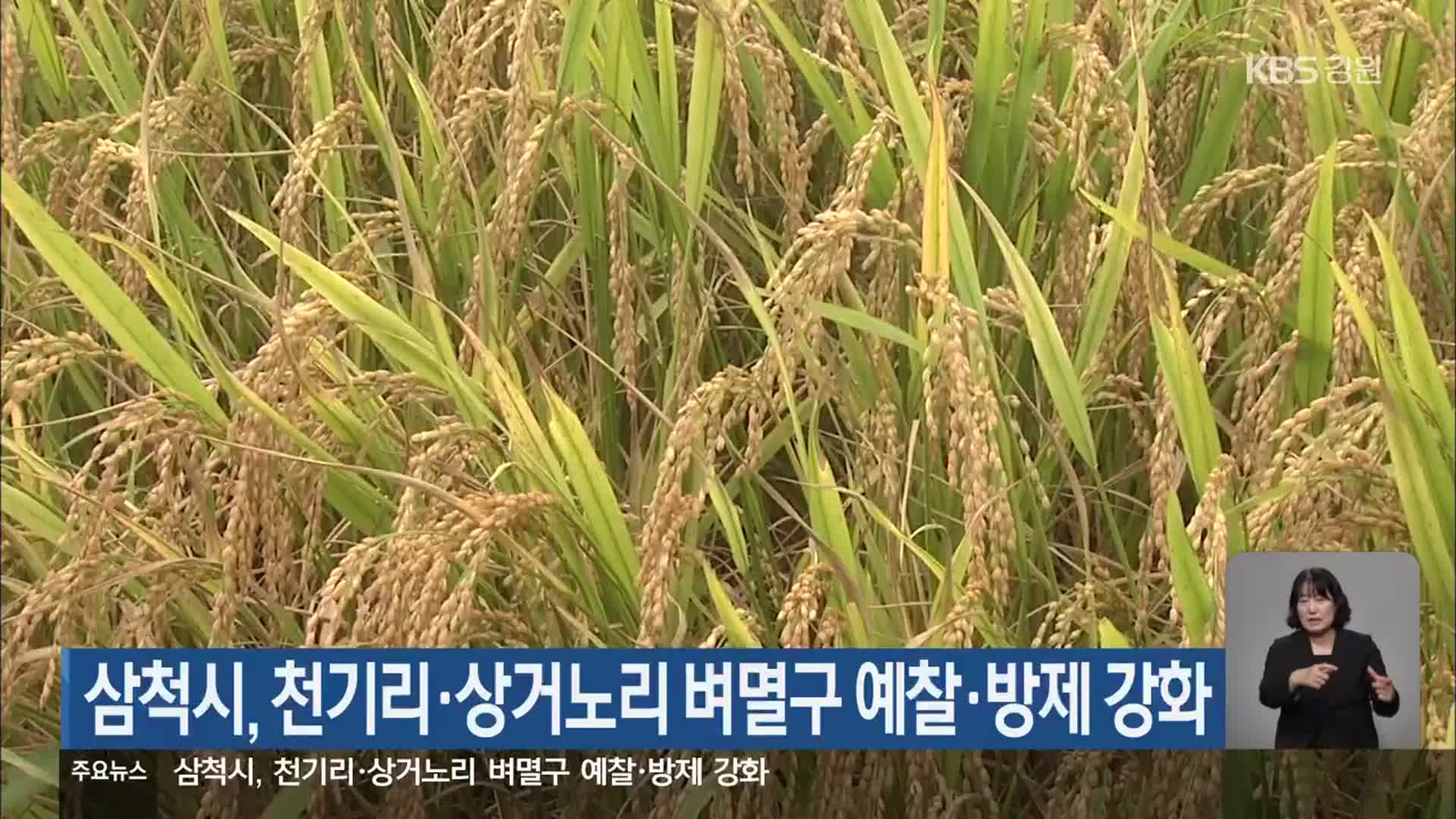 삼척시, 천기리·상거노리 벼멸구 예찰·방제 강화