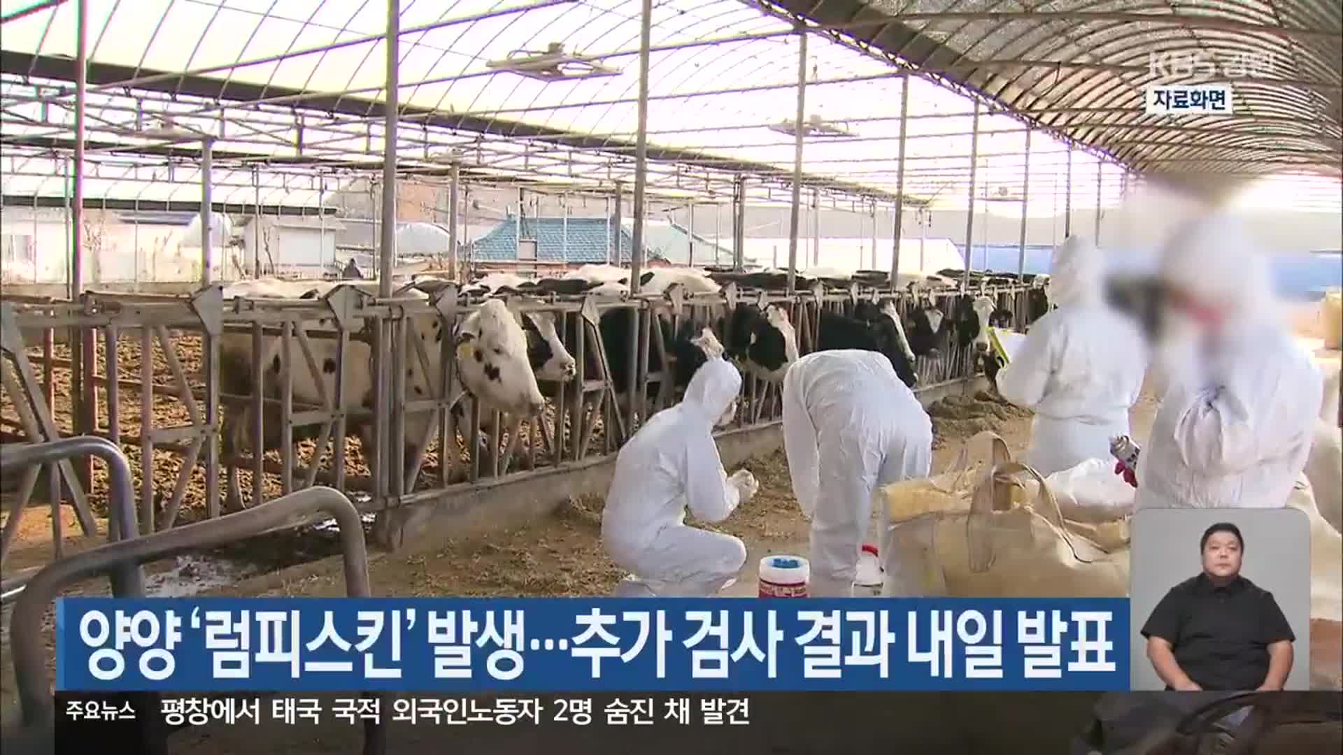 양양 ‘럼피스킨’ 발생…추가 검사 결과 내일 발표