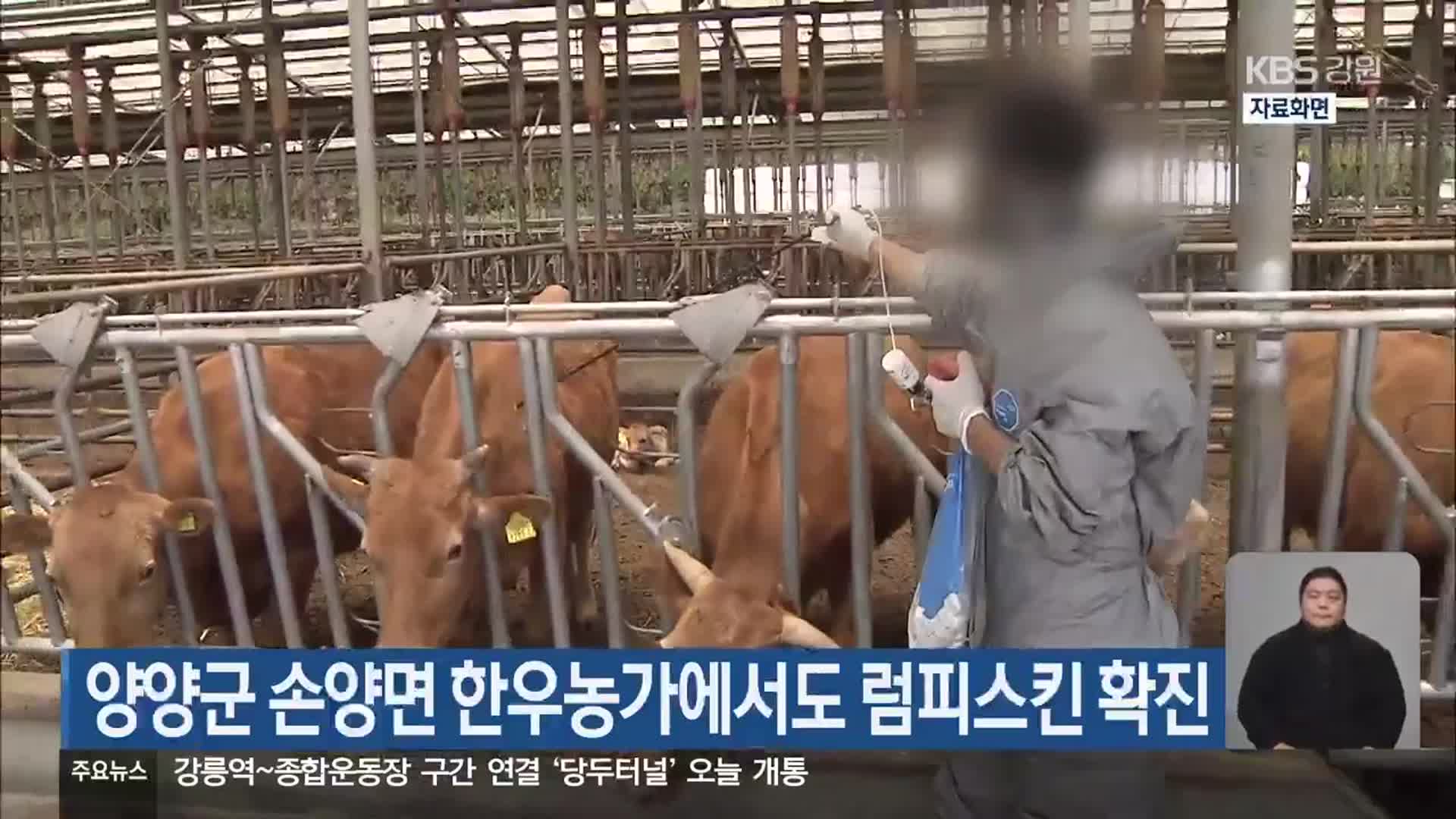 양양군 손양면 한우농가에서도 럼피스킨 확진