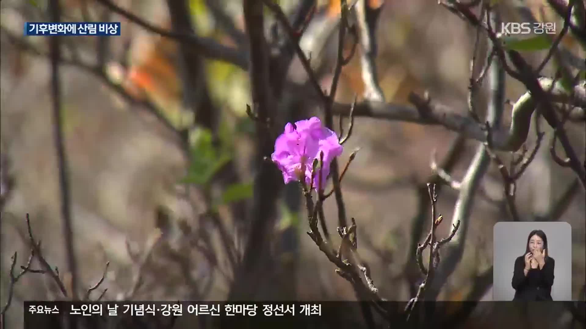 “10월 한계령에 진달래”…잇단 산림 ‘이상 현상’