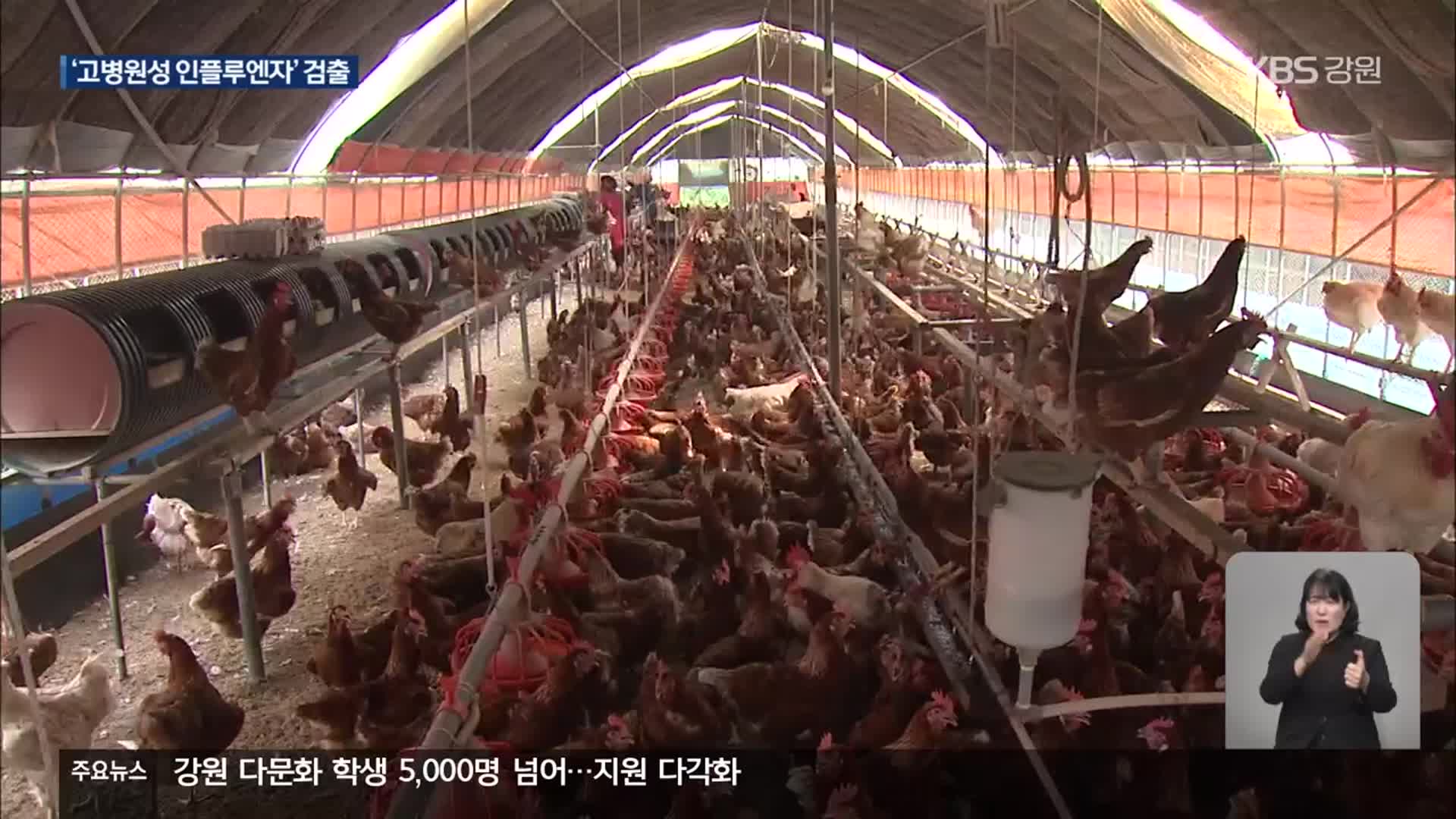 강원 산란계 농장 고병원성 조류인플루엔자 발생…올가을 처음