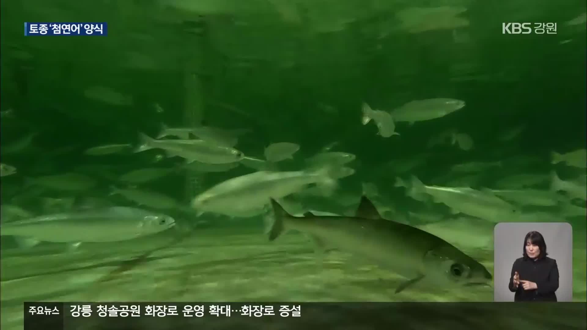 태평양 토종 연어 양식…대서양 연어 대체 기대