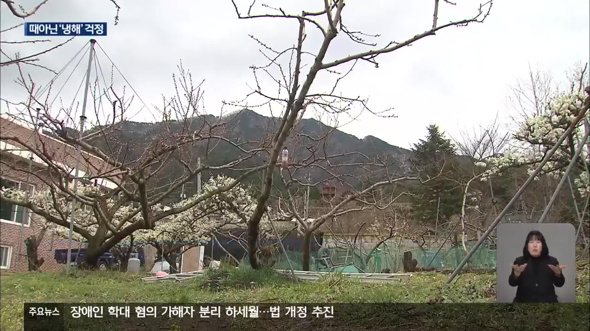 꽃이 한창일 때인데…과수원 ‘냉해’ 걱정
