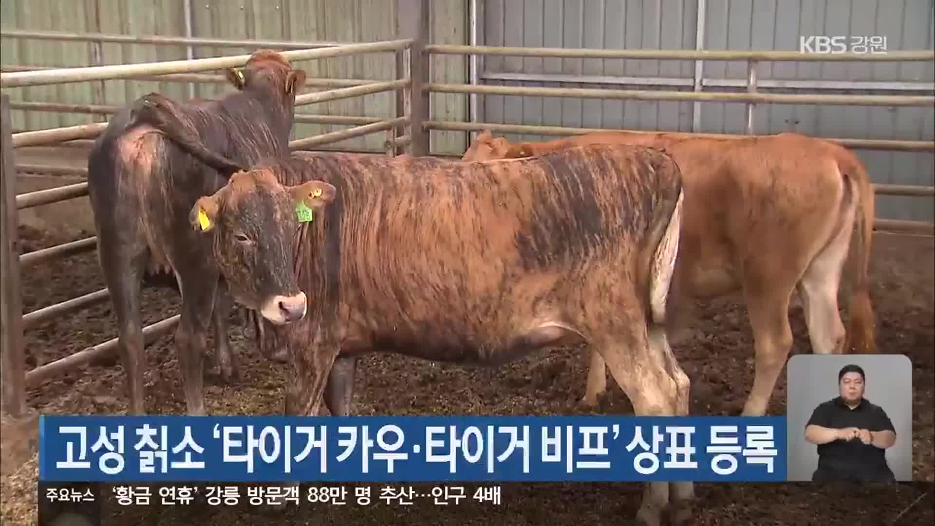 고성 칡소 ‘타이거 카우·타이거 비프’ 상표 등록