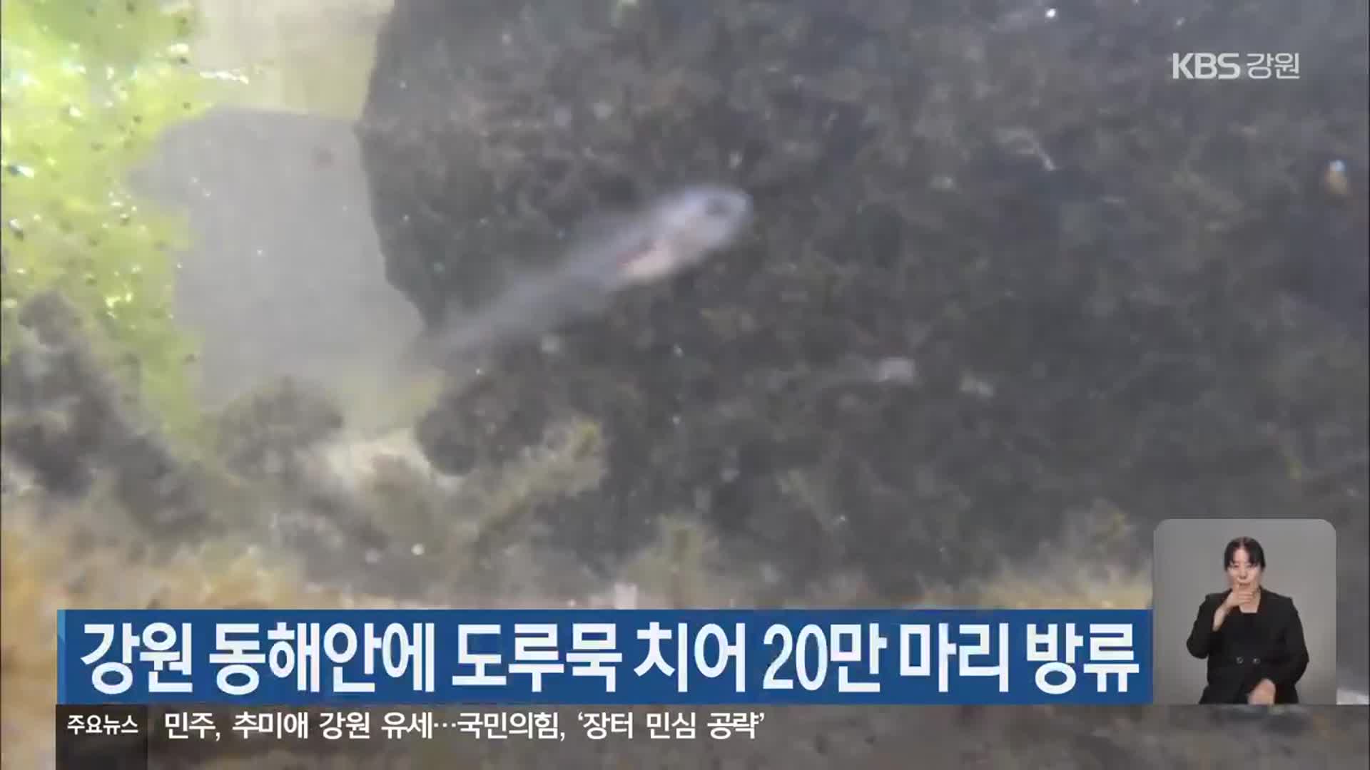 국립수산과학원, 강원 동해안에 도루묵 20만 마리 방류