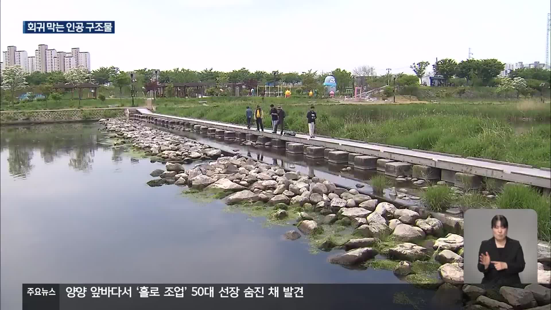산란철 황어 회귀 가로막는 강원 하천 인공 구조물