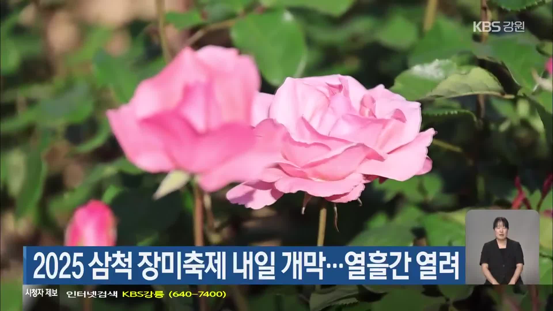 2025 삼척 장미축제 내일 개막…열흘간 열려