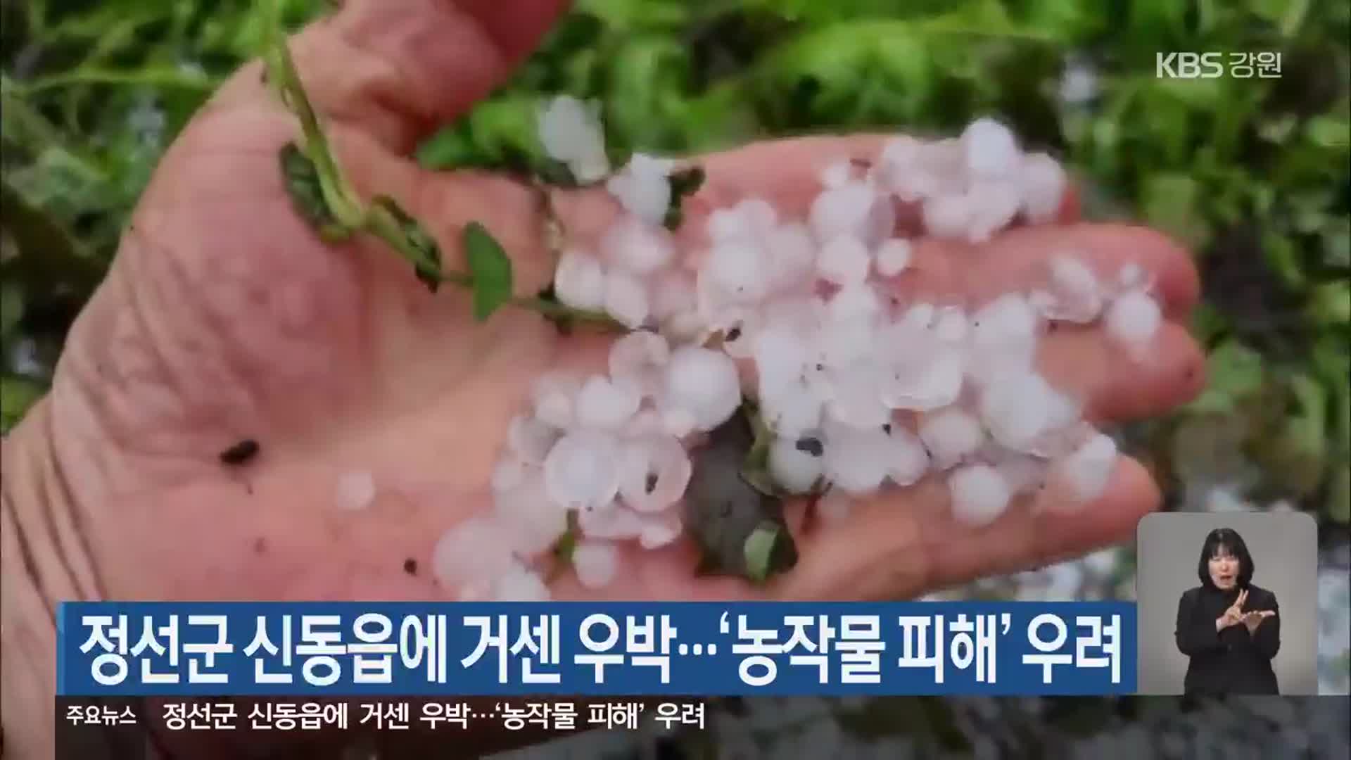 정선군 신동읍에 거센 우박…‘농작물 피해’ 우려