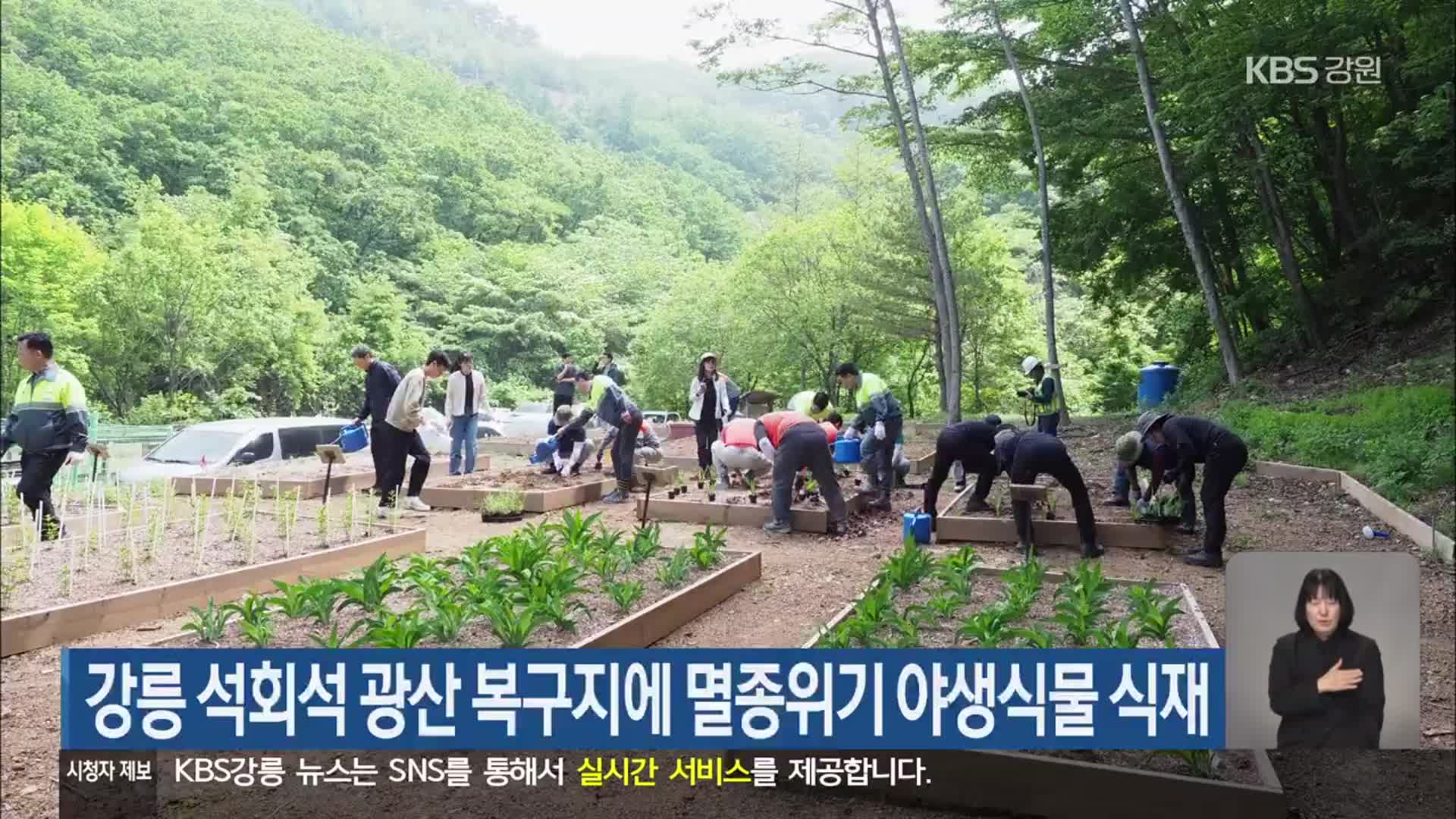 강릉 석회석 광산 복구지에 멸종위기 야생식물 식재