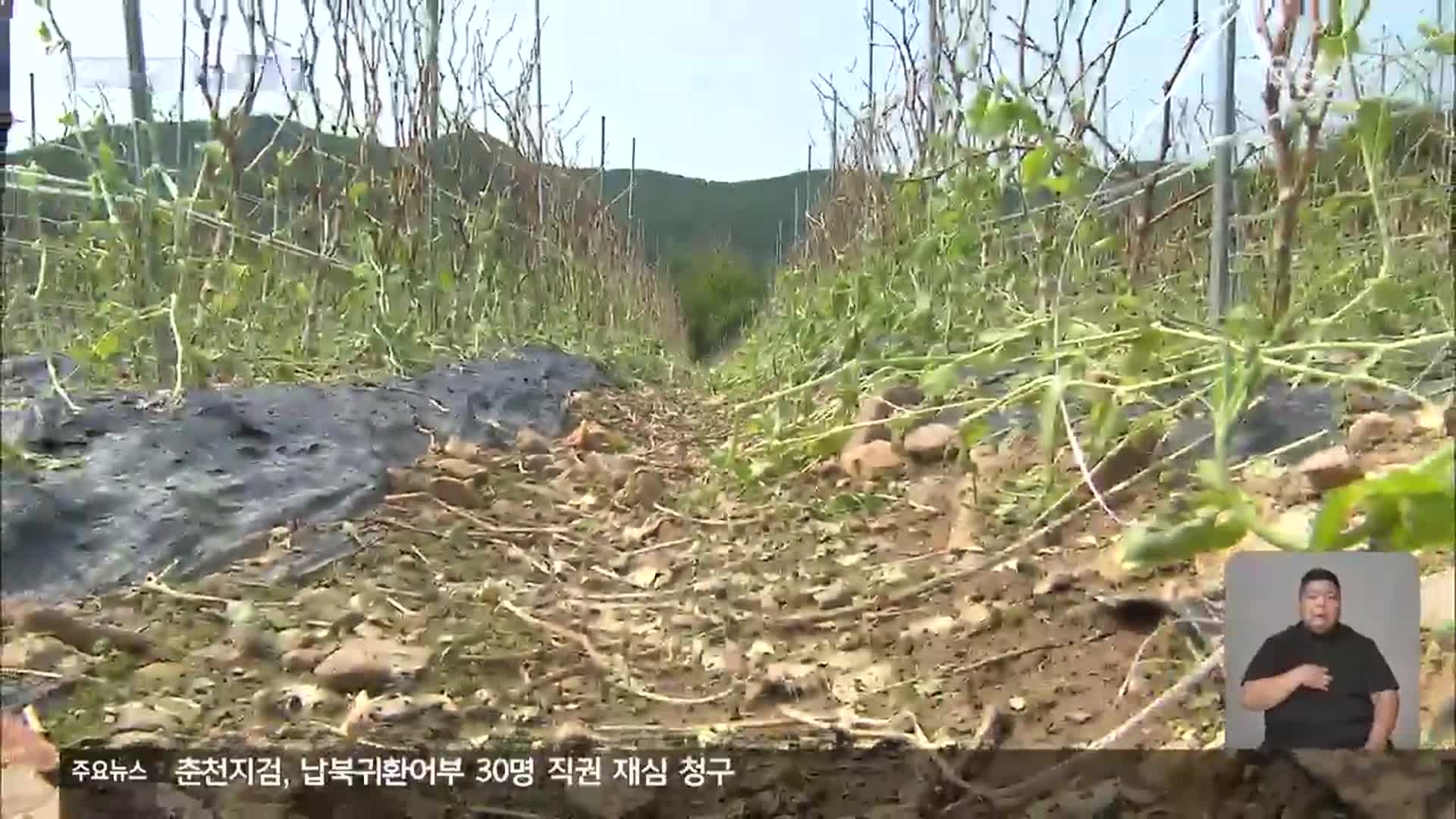 “수확 하루 앞두고 쑥대밭”…농가 우박 피해 속출