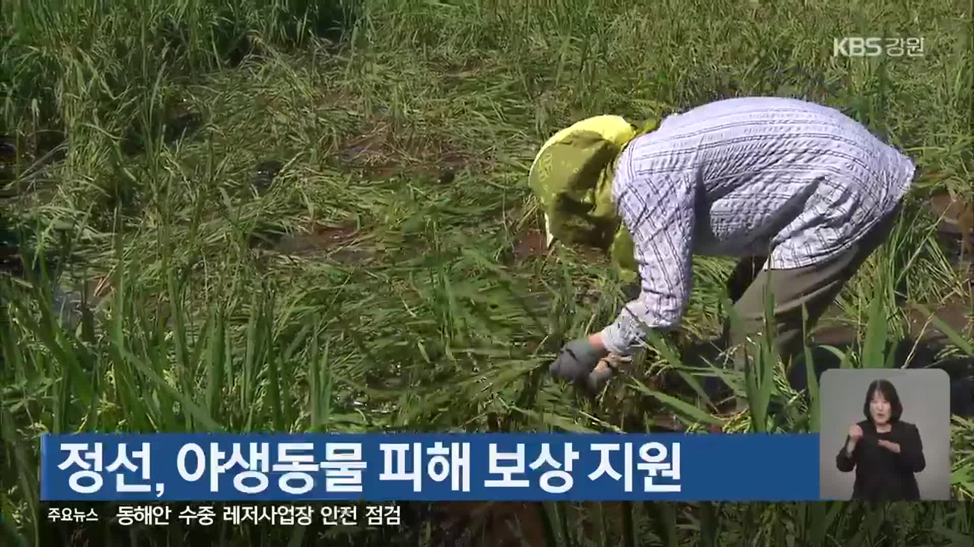 정선, 야생동물 피해 보상 지원