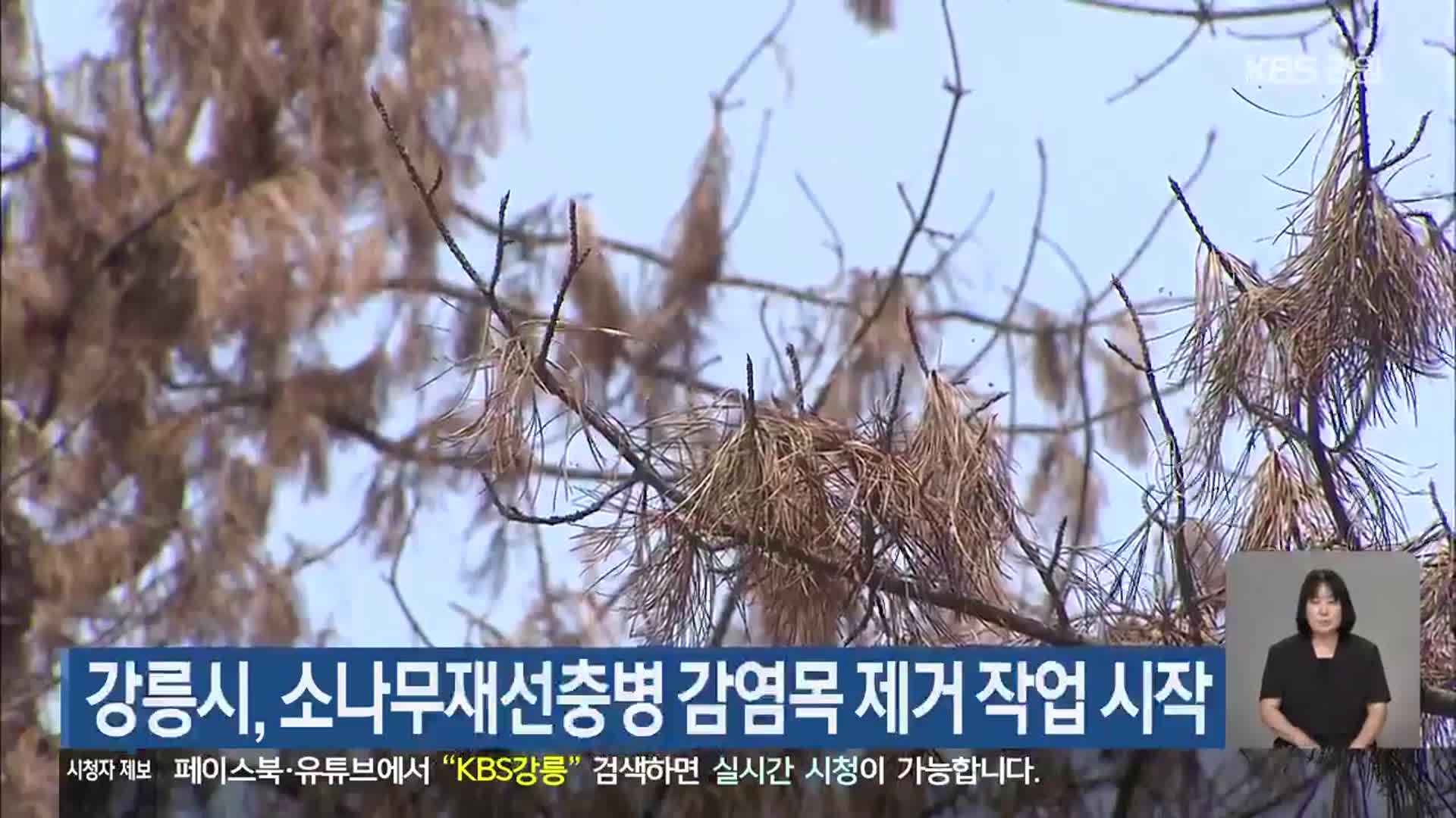강릉시, 소나무재선충병 감염목 제거 작업 시작