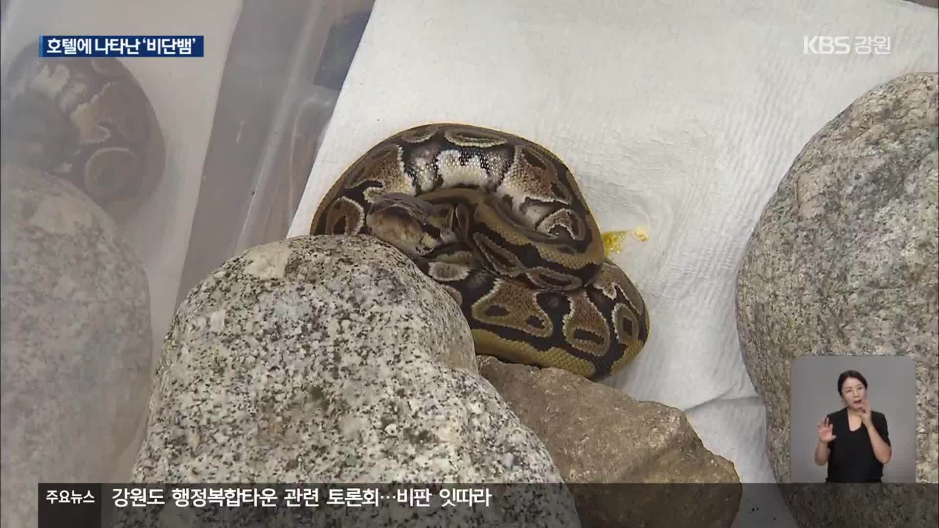호텔 객실에 나타난 ‘볼파이톤’…“애완용 뱀 유기 추정”