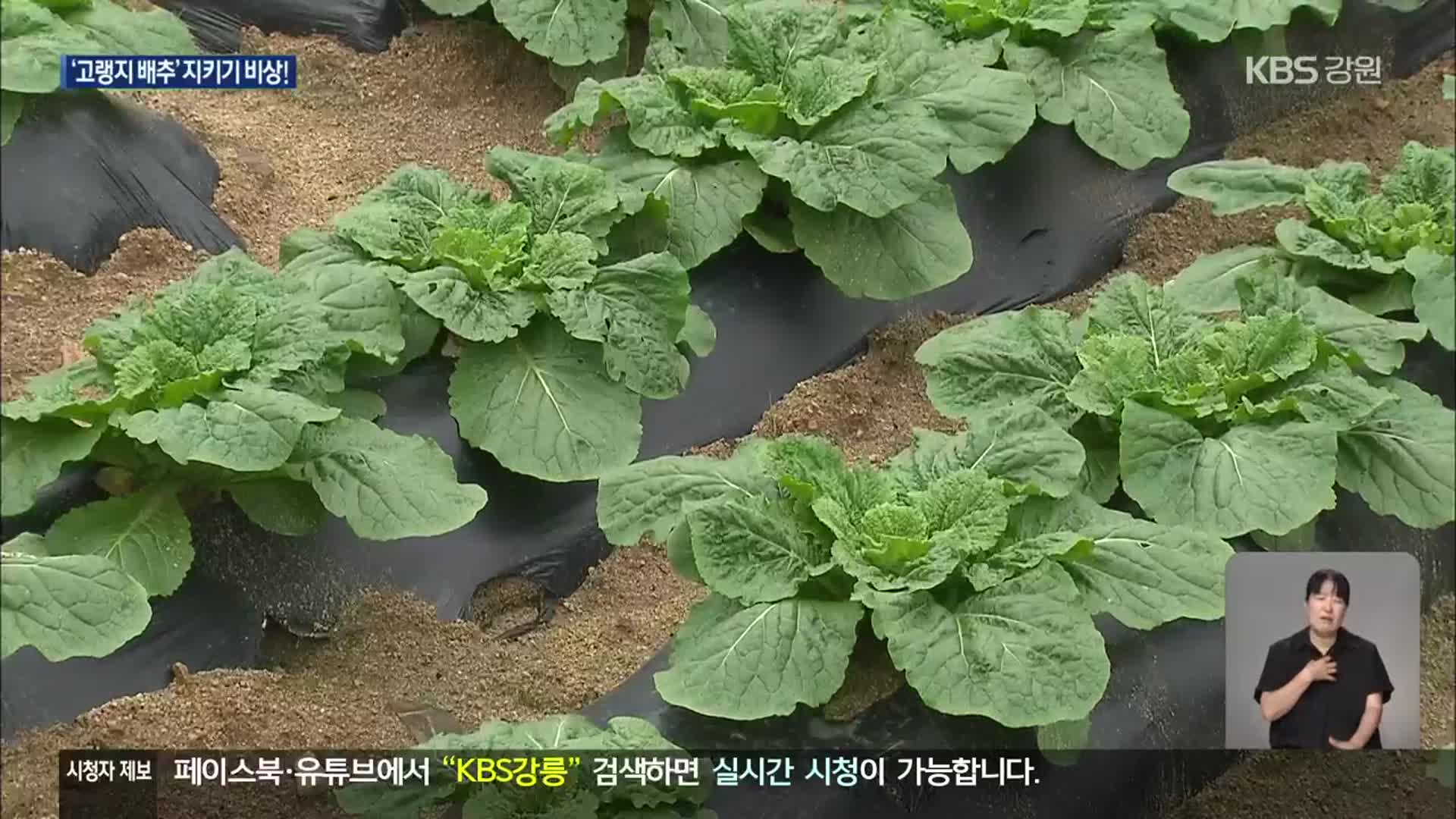 폭염에 병해에…고랭지 배추 지키기 ‘비상’