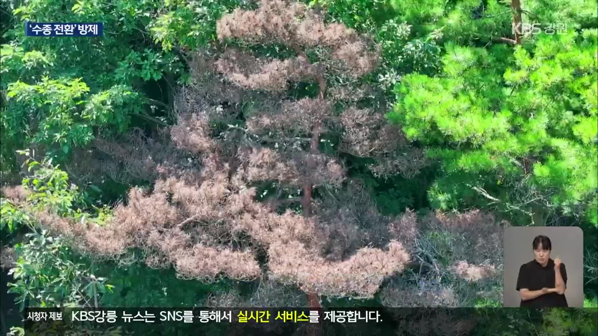정선 소나무재선충병 방제 ‘수종 전환’ 도입