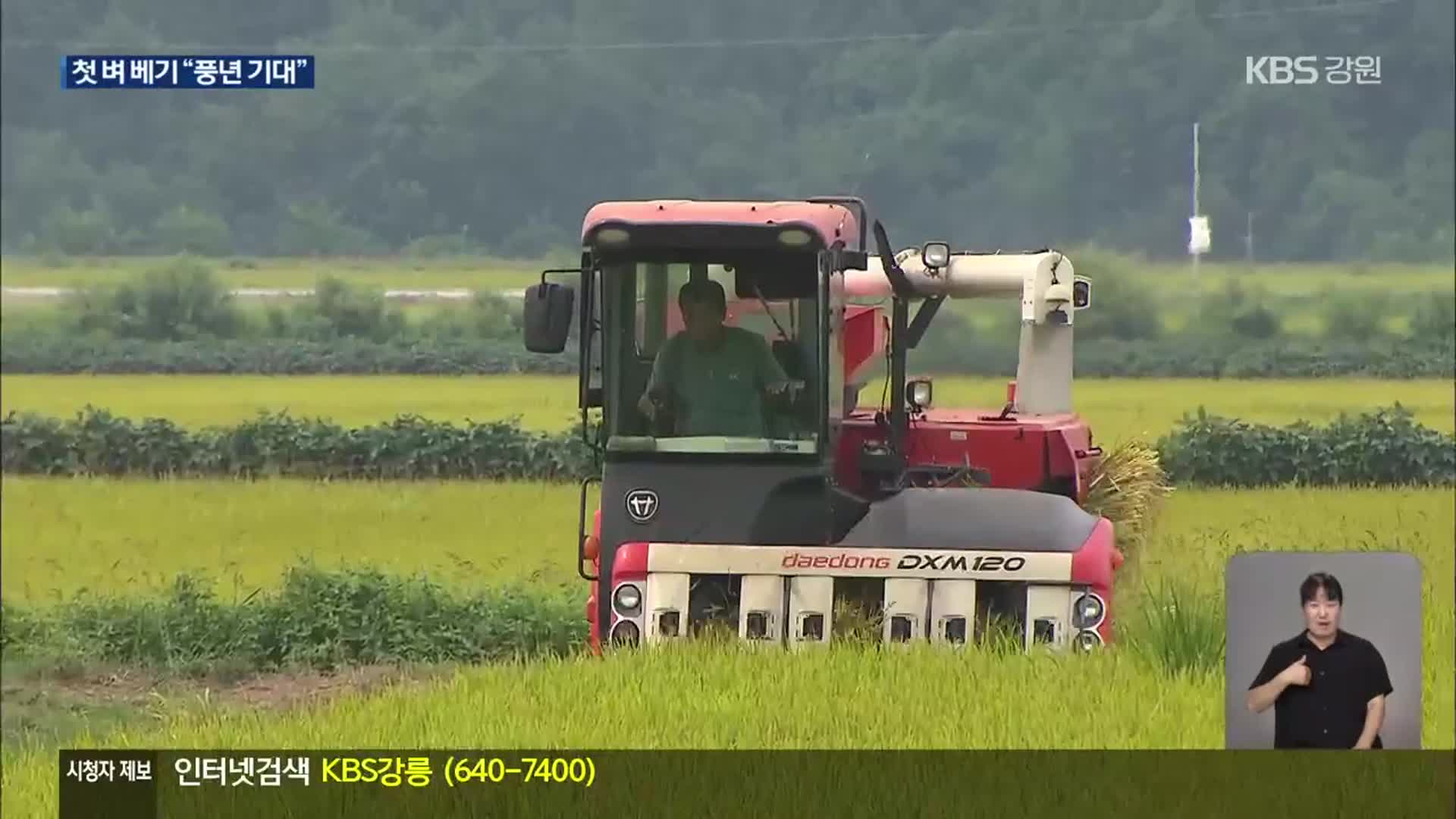 “반갑다 햅쌀”…폭염 뚫고 철원 첫 벼 베기