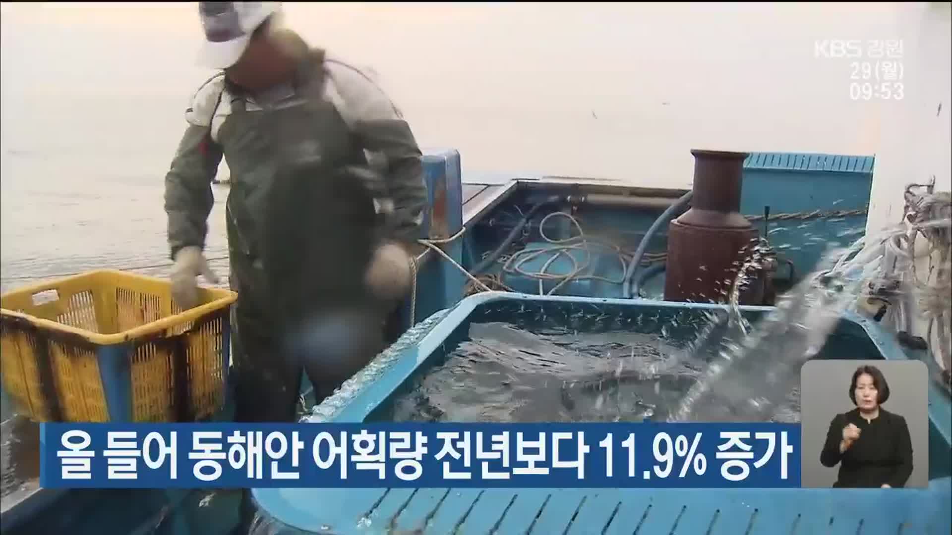 올 들어 동해안 어획량 전년보다 11.9% 증가