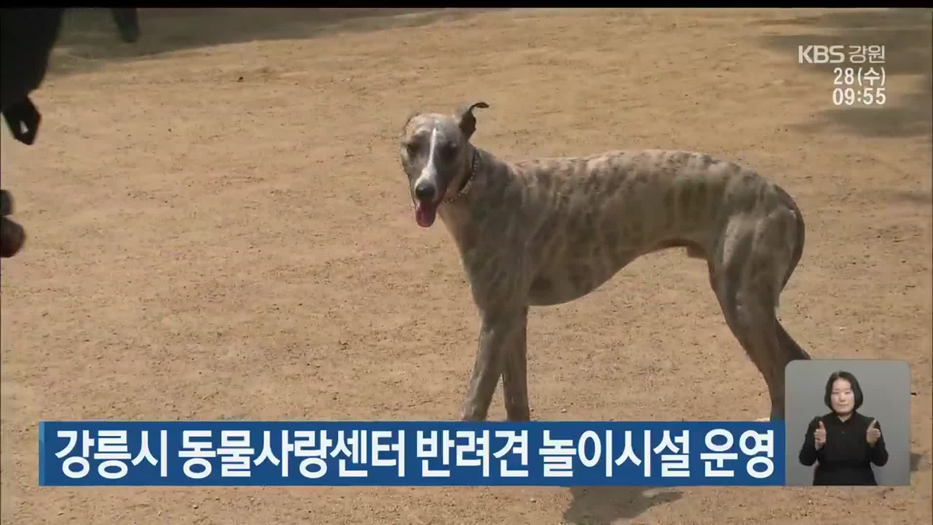 강릉시 동물사랑센터 반려견 놀이시설 운영
