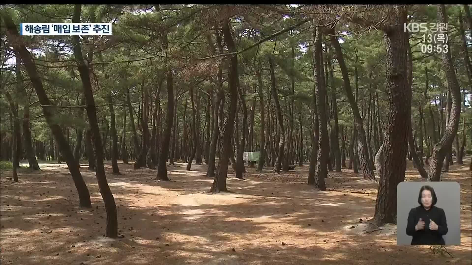 송정동 해송림 보존 가닥…사유지 추가 매입 추진