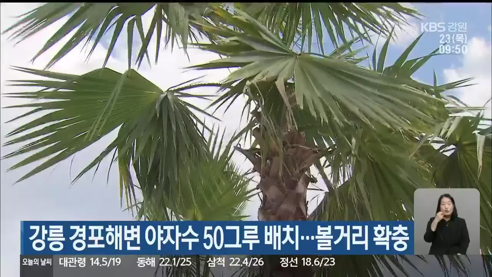 강릉 경포해변 야자수 50그루 배치…볼거리 확충