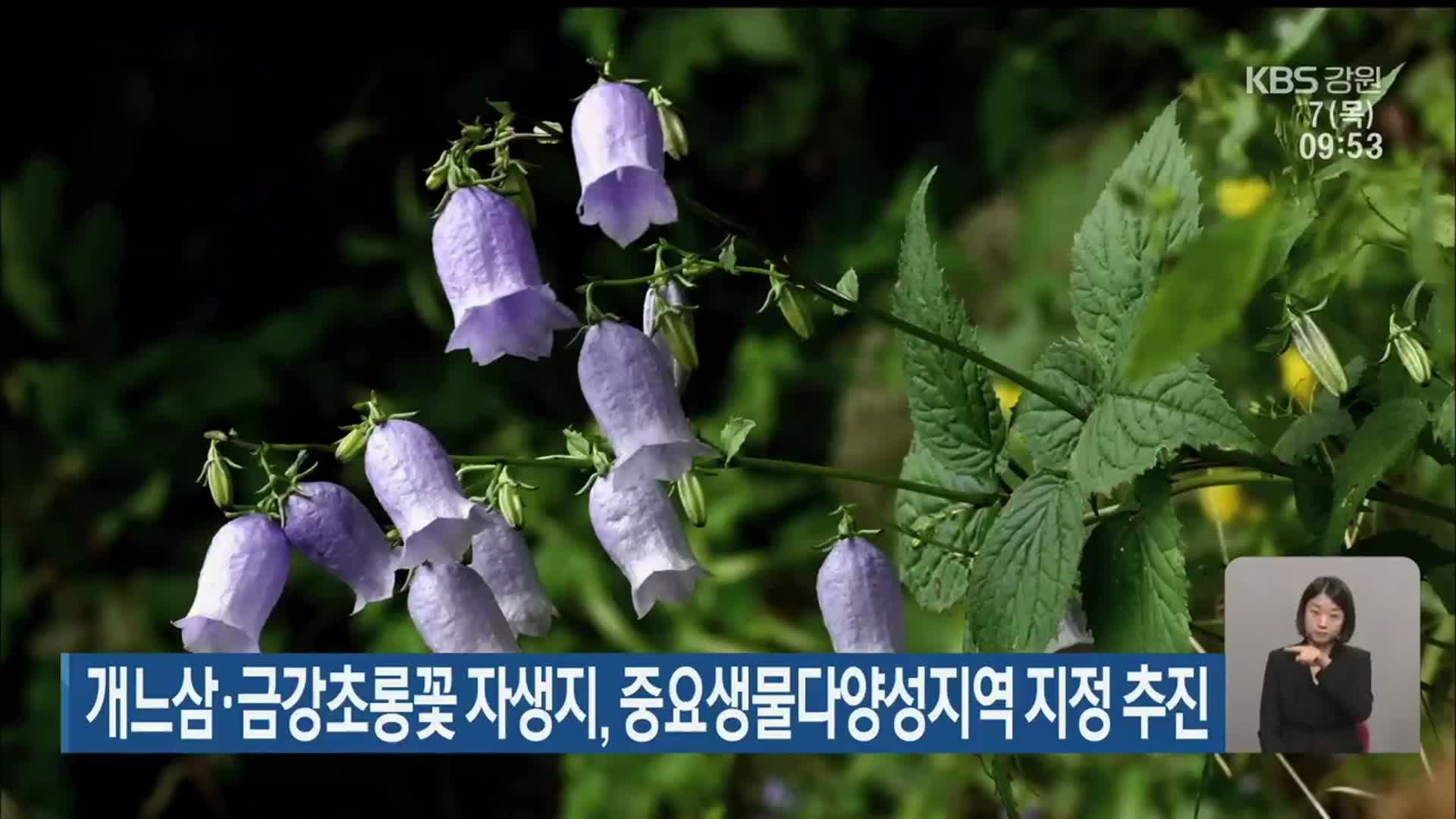 개느삼·금강초롱꽃 자생지, 중요생물다양성지역 지정 추진