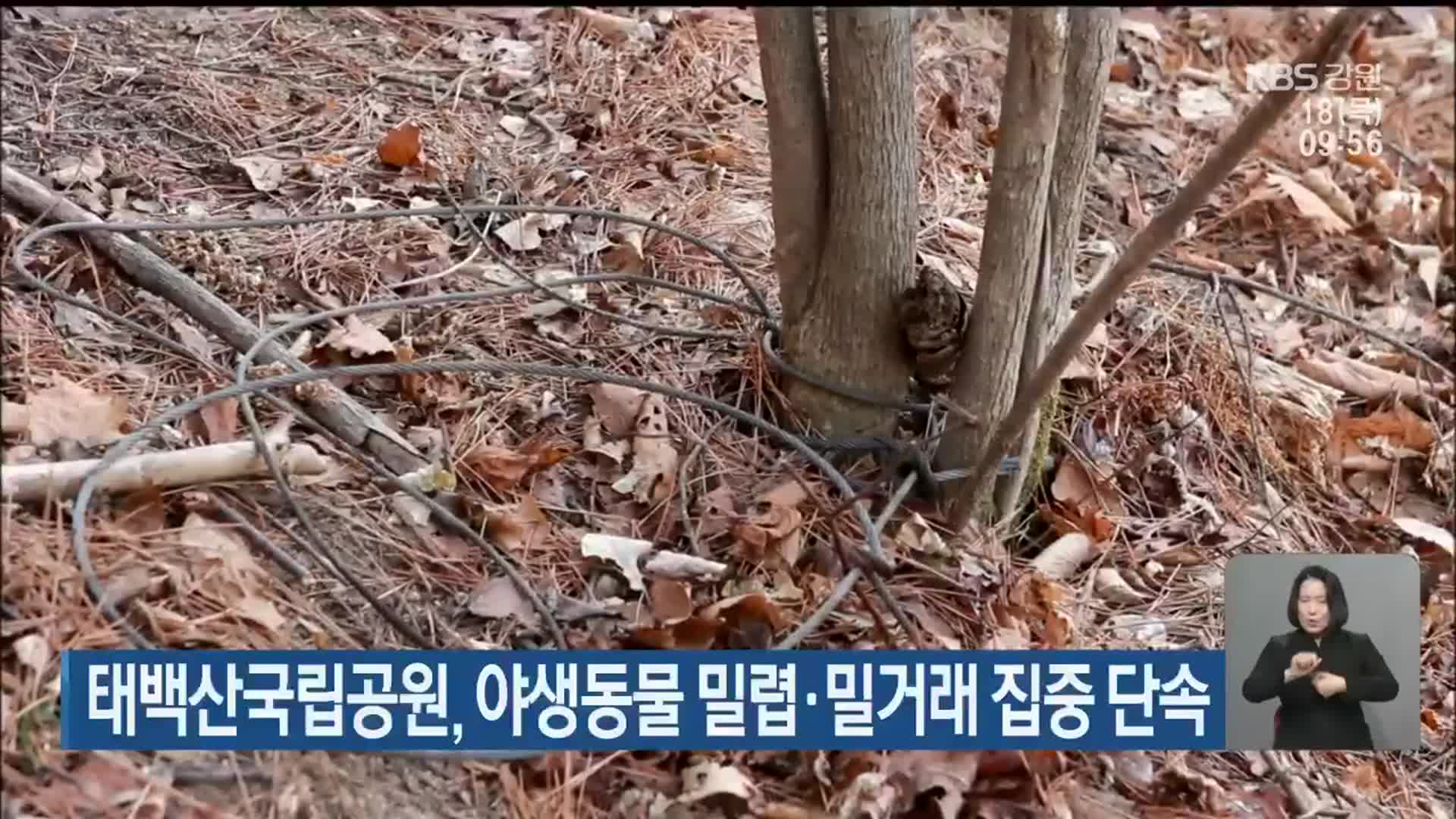 태백산국립공원, 야생동물 밀렵·밀거래 집중 단속