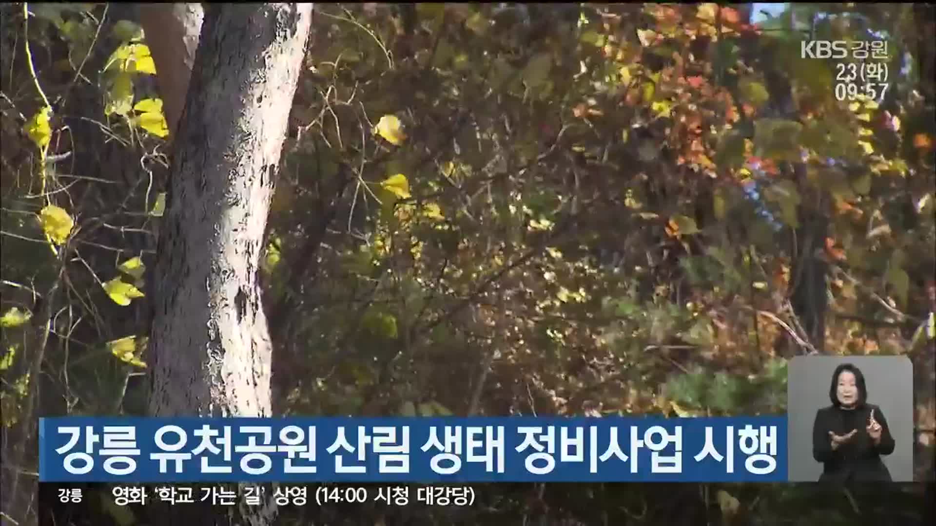 강릉 유천공원 산림 생태 정비사업 시행