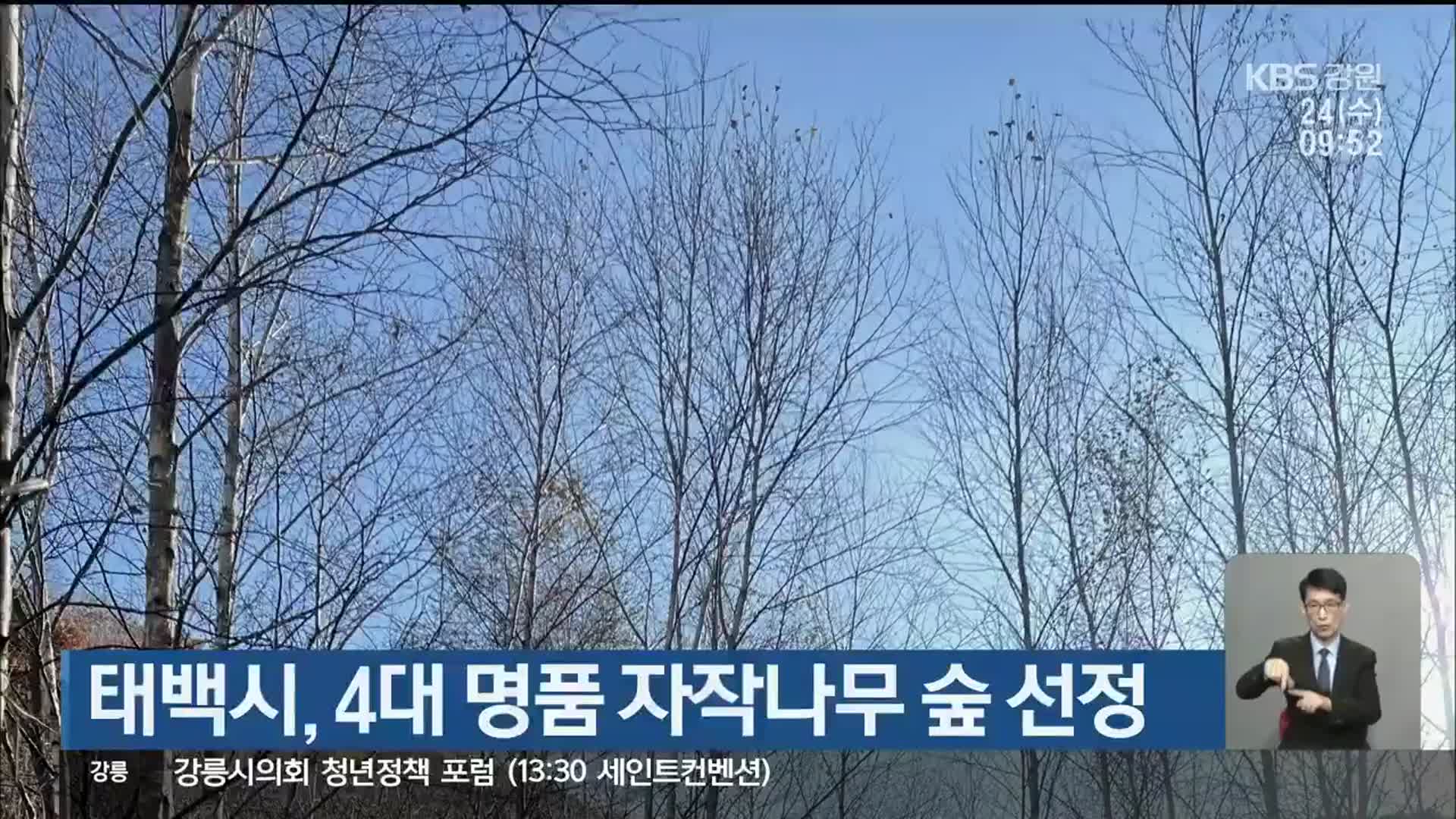 태백시, 4대 명품 자작나무 숲 선정