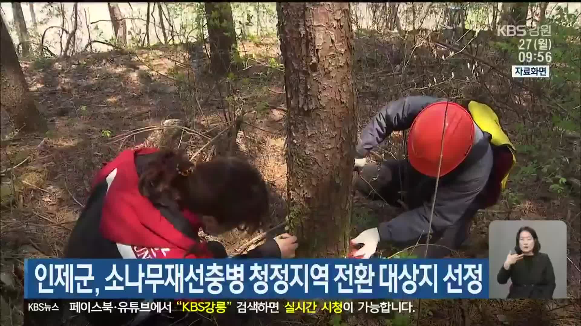 인제군, 소나무재선충병 청정지역 전환 대상지 선정