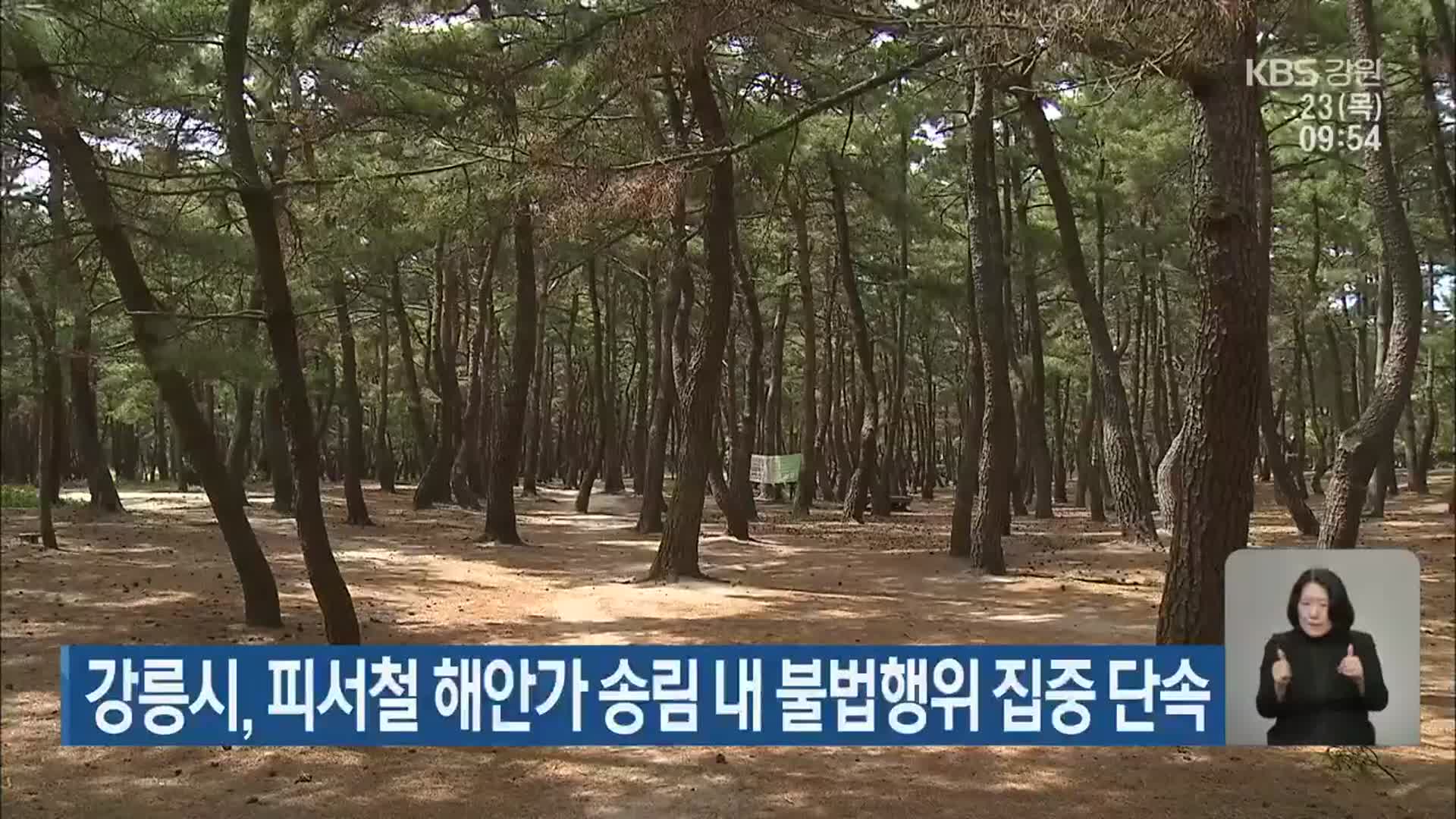 강릉시, 피서철 해안가 송림 내 불법행위 집중 단속