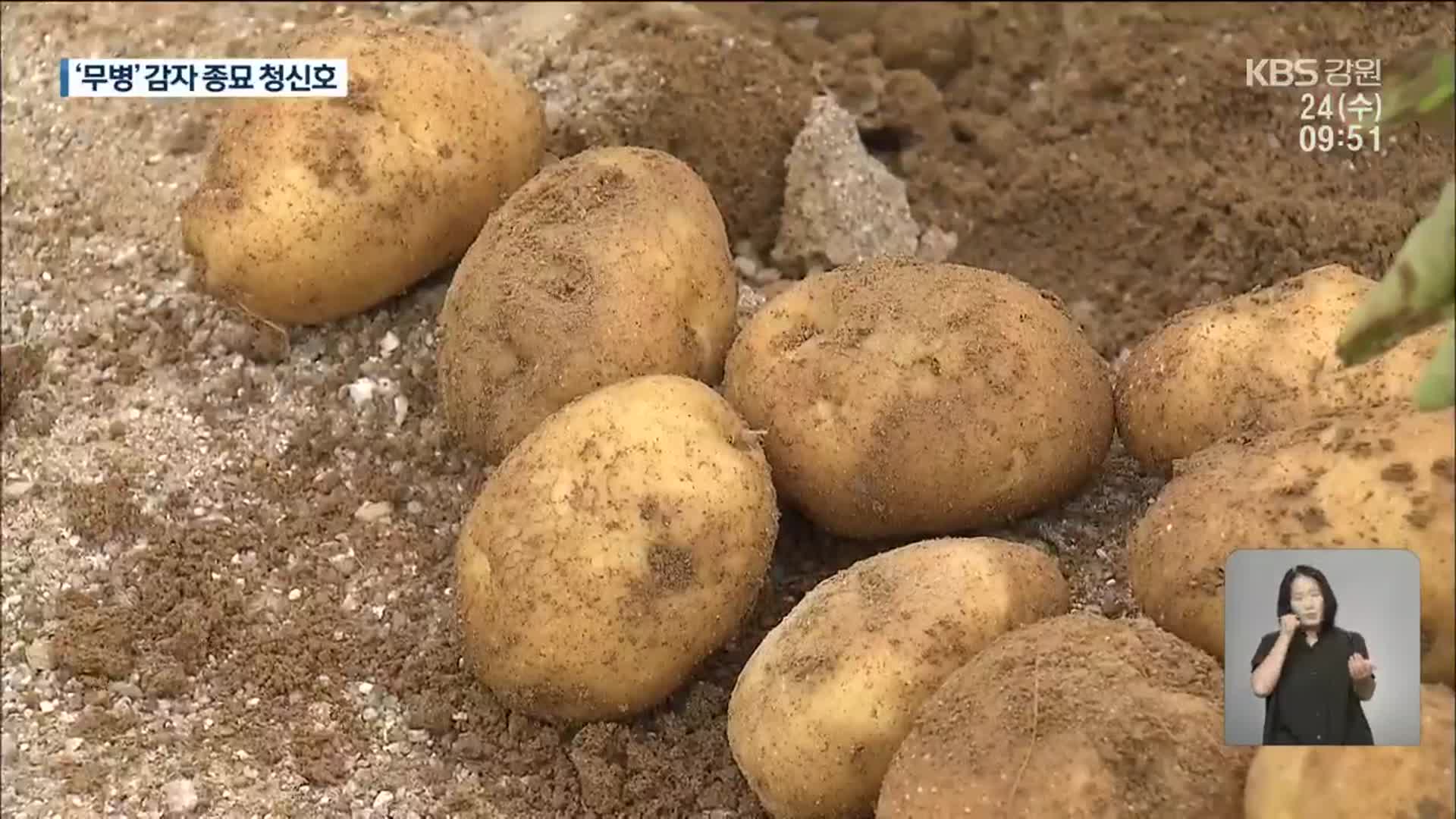 감자 Y바이러스 치료제 개발…실용화 박차