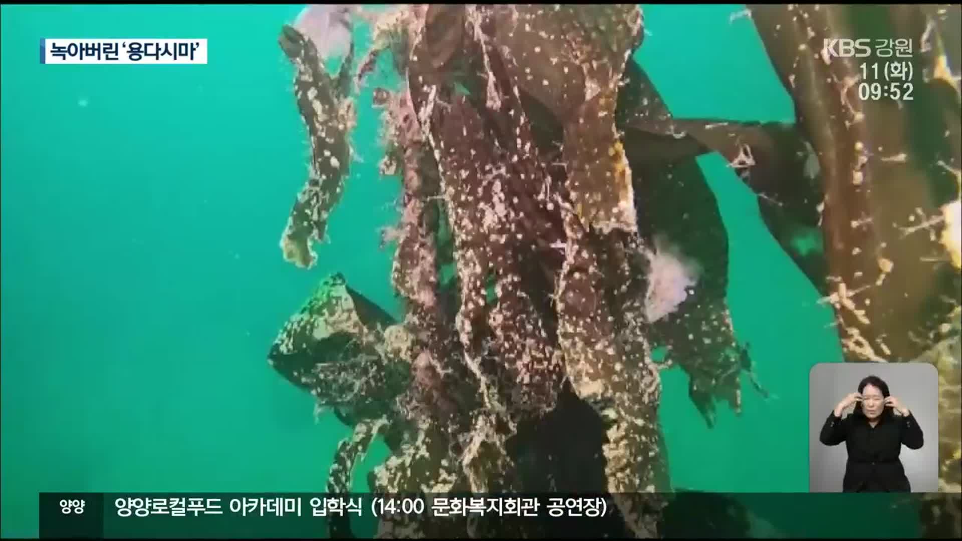 녹아버린 멸종 위기 ‘용다시마’…고수온 걸림돌 어떡하나