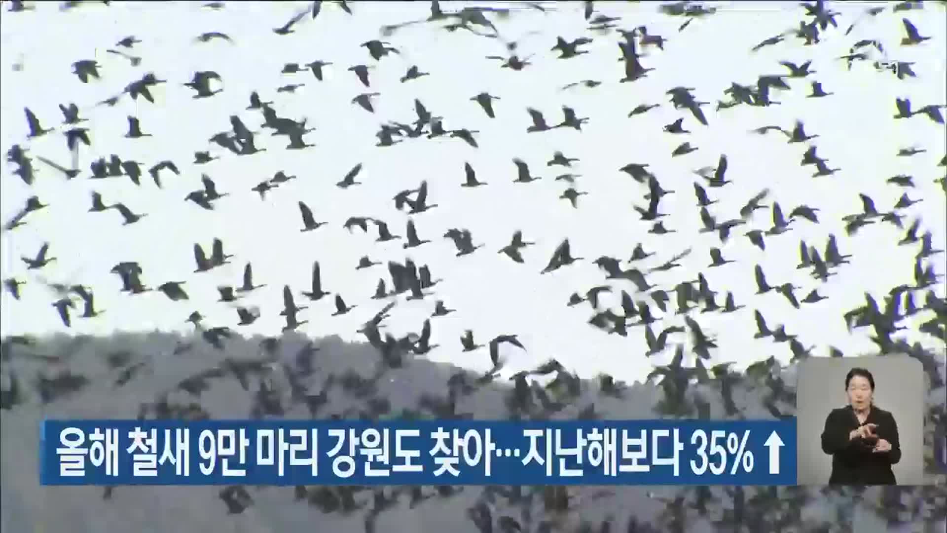 올해 철새 9만 마리 강원도 찾아…지난해보다 35% ↑