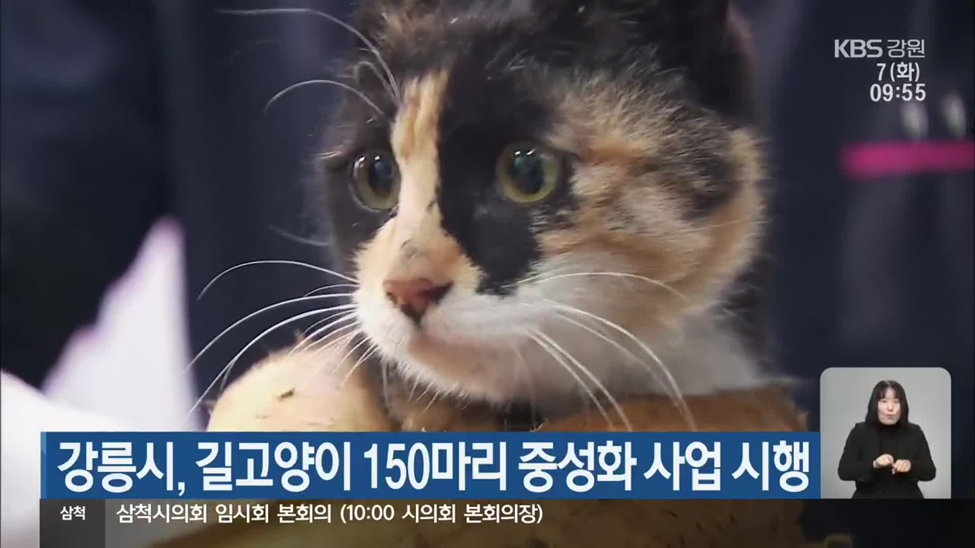 강릉시, 길고양이 150마리 중성화 사업 시행